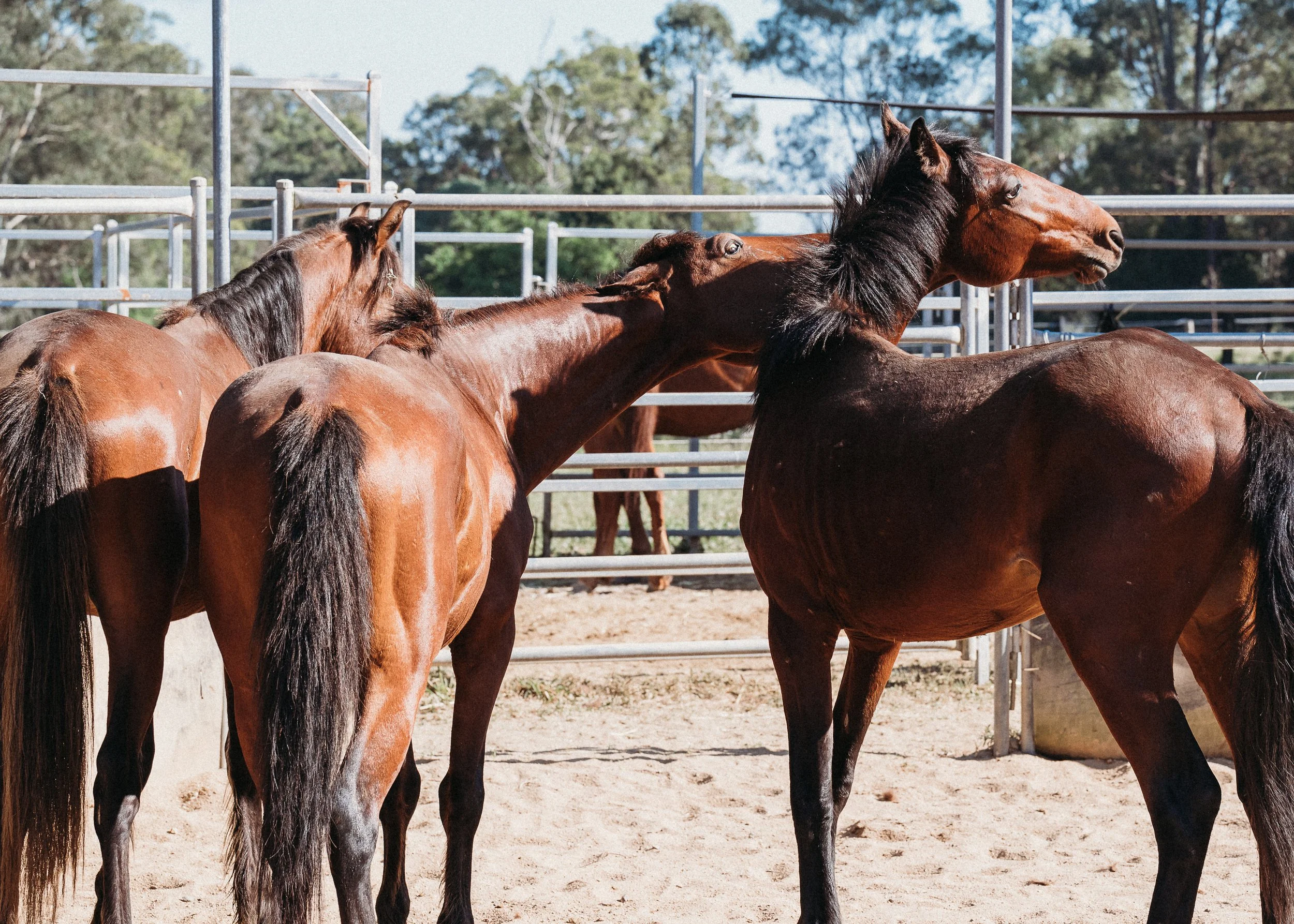 Several brown horses standing close together in an outdoor paddock, with metal fencing and trees in the background.