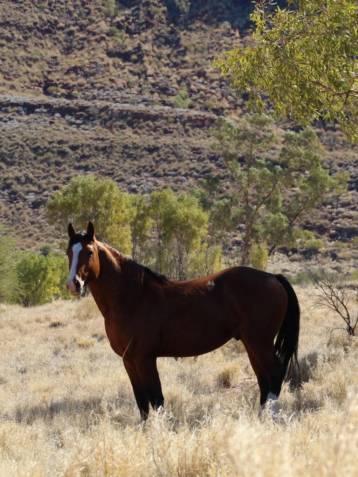 The Bush Pony Newsletter
