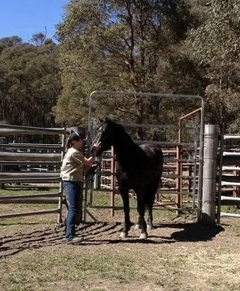 Woman meets her Brumby