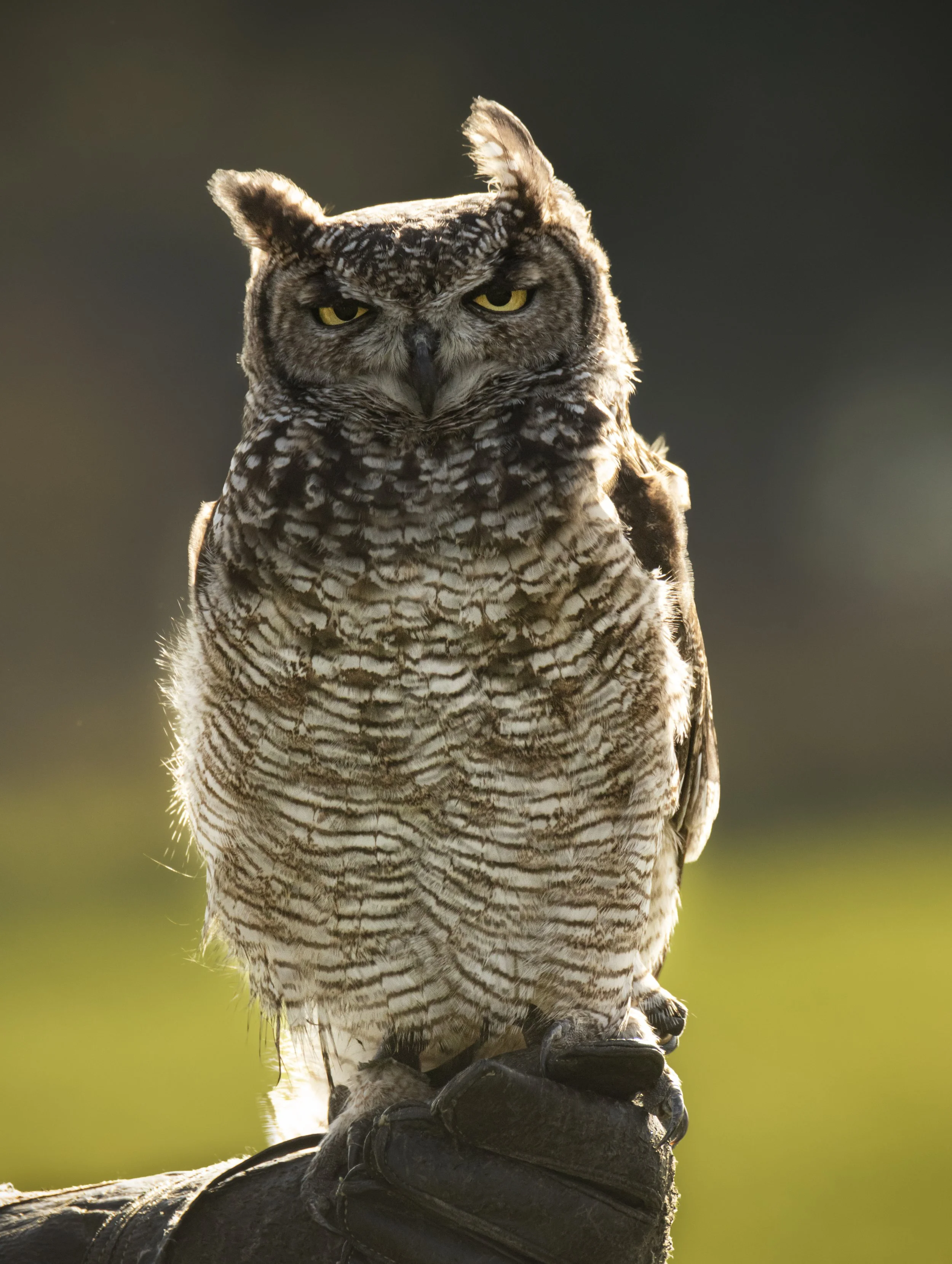 Owl.jpg