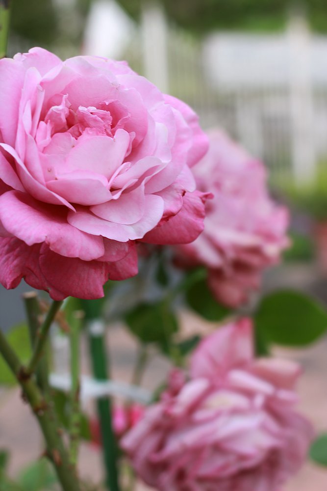 Roses.jpg