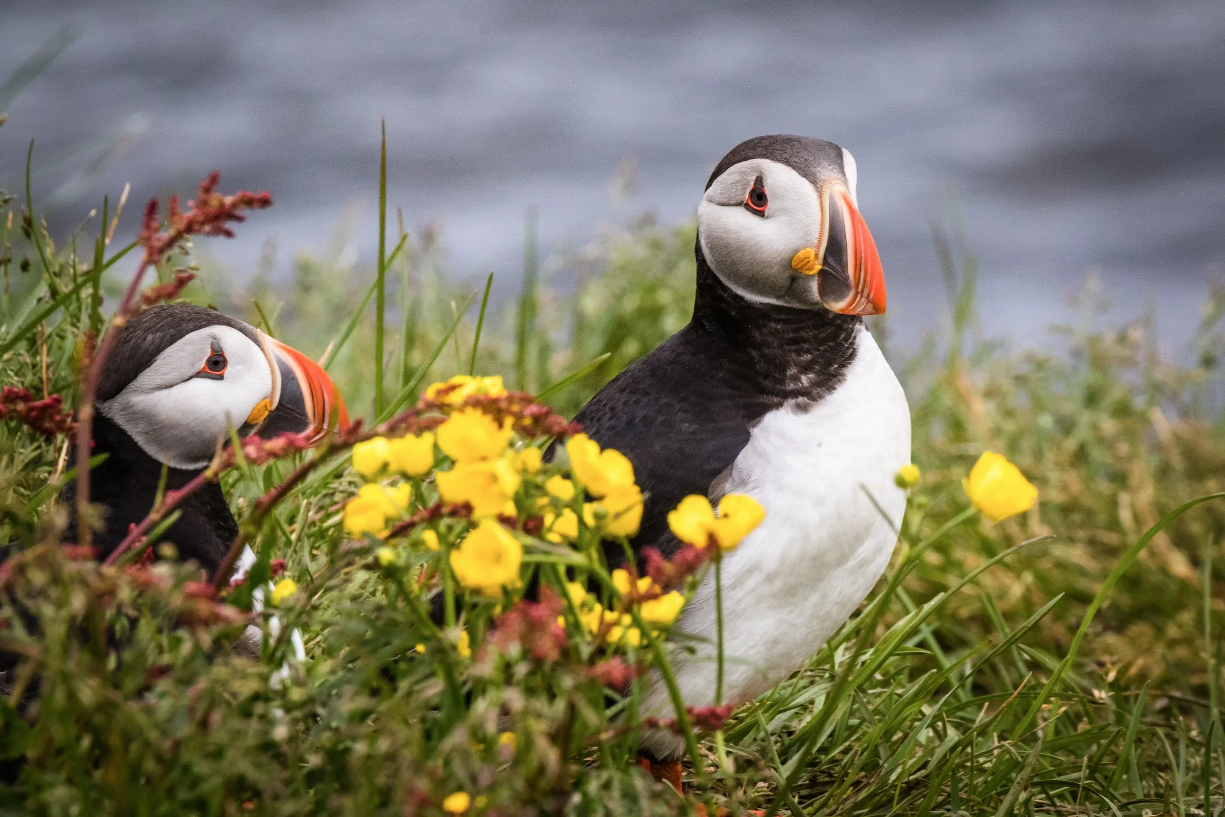 Atlantic Puffins in Summer wildflowers at Borgarfjordur Eystri, East Iceland.