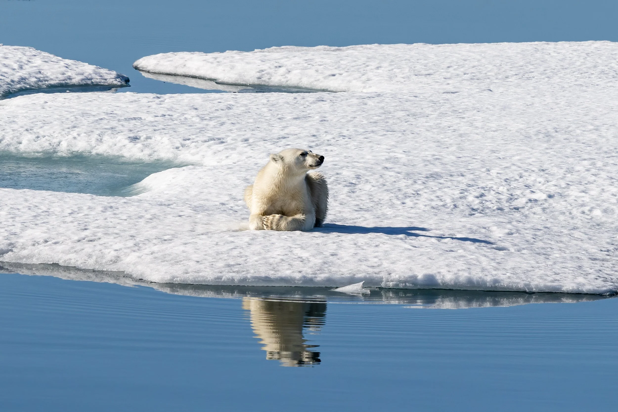 Polar Bear on ice floe in the North West Passage.