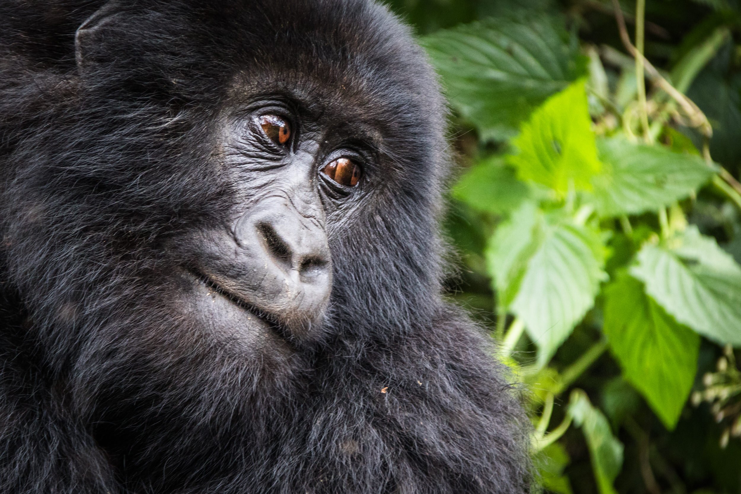 Kwitonda group Mountain Gorilla in Rwanda.