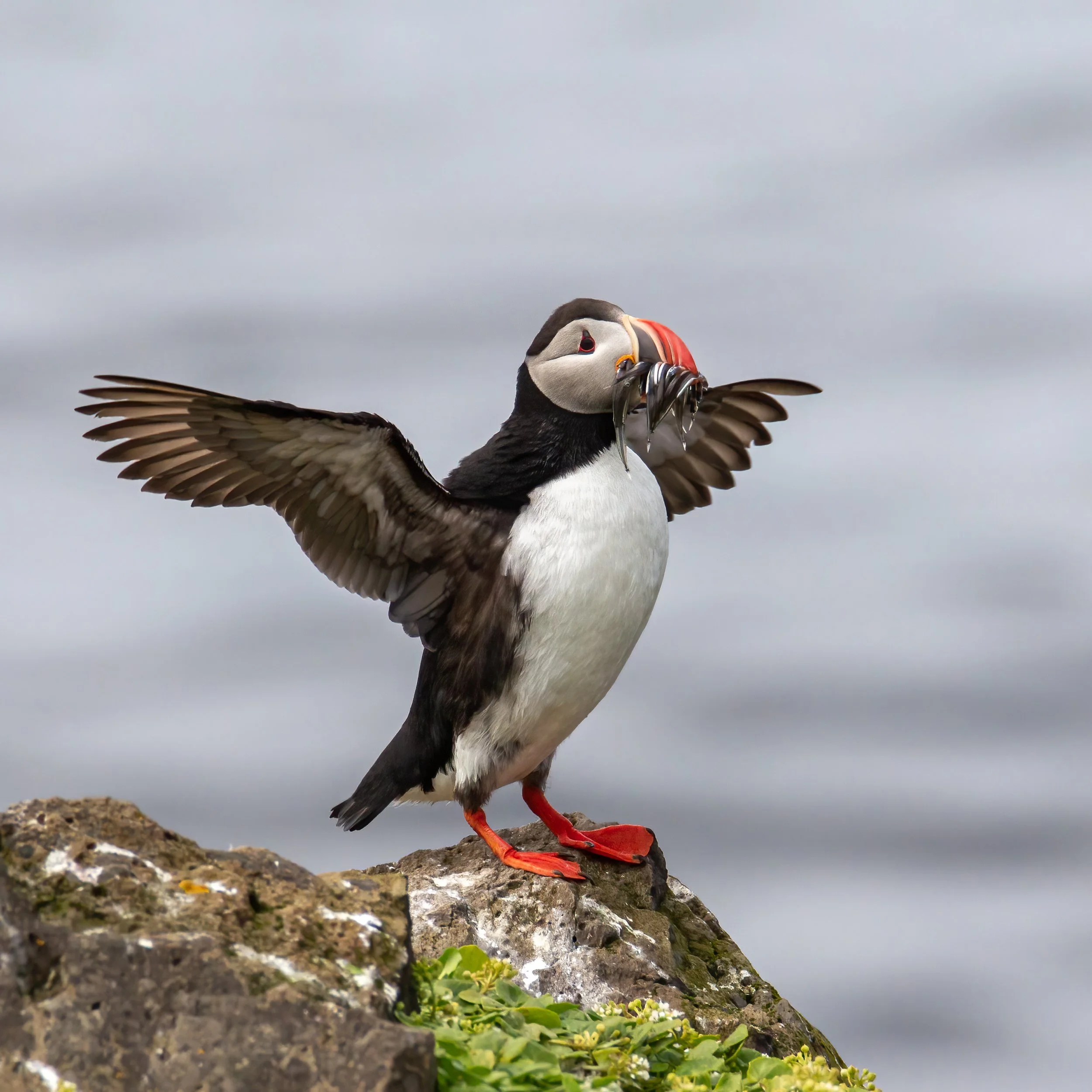 Atlantic Puffin with herring in early Summer on Grimsey Island, Iceland.