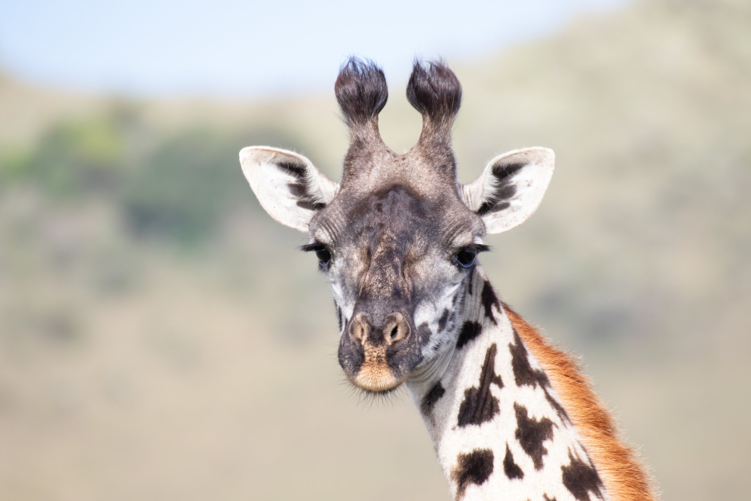Giraffe in the Masai Mara, Kenya.