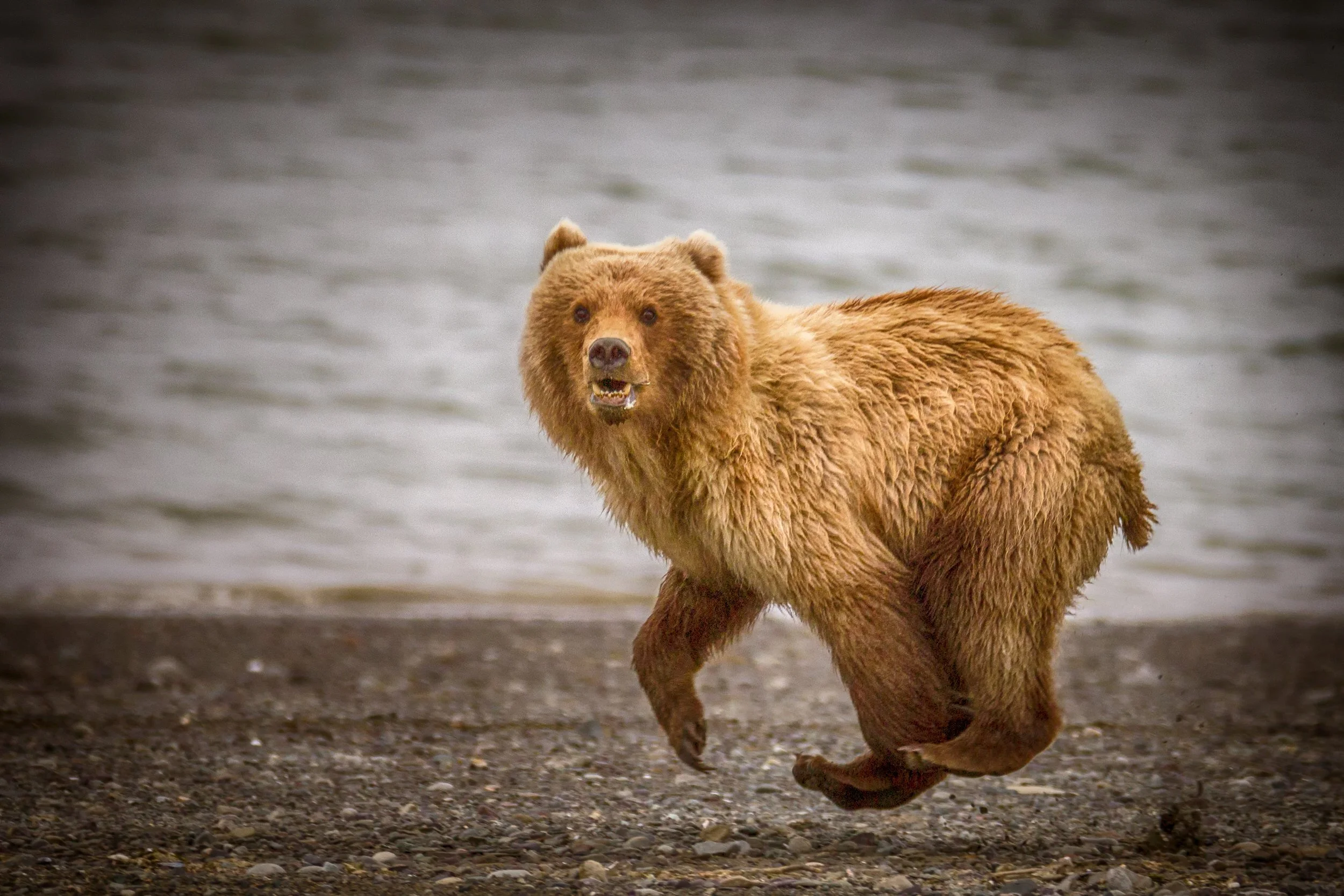 Brown Bear running on the beach at Chinitna Bay, Alaska.