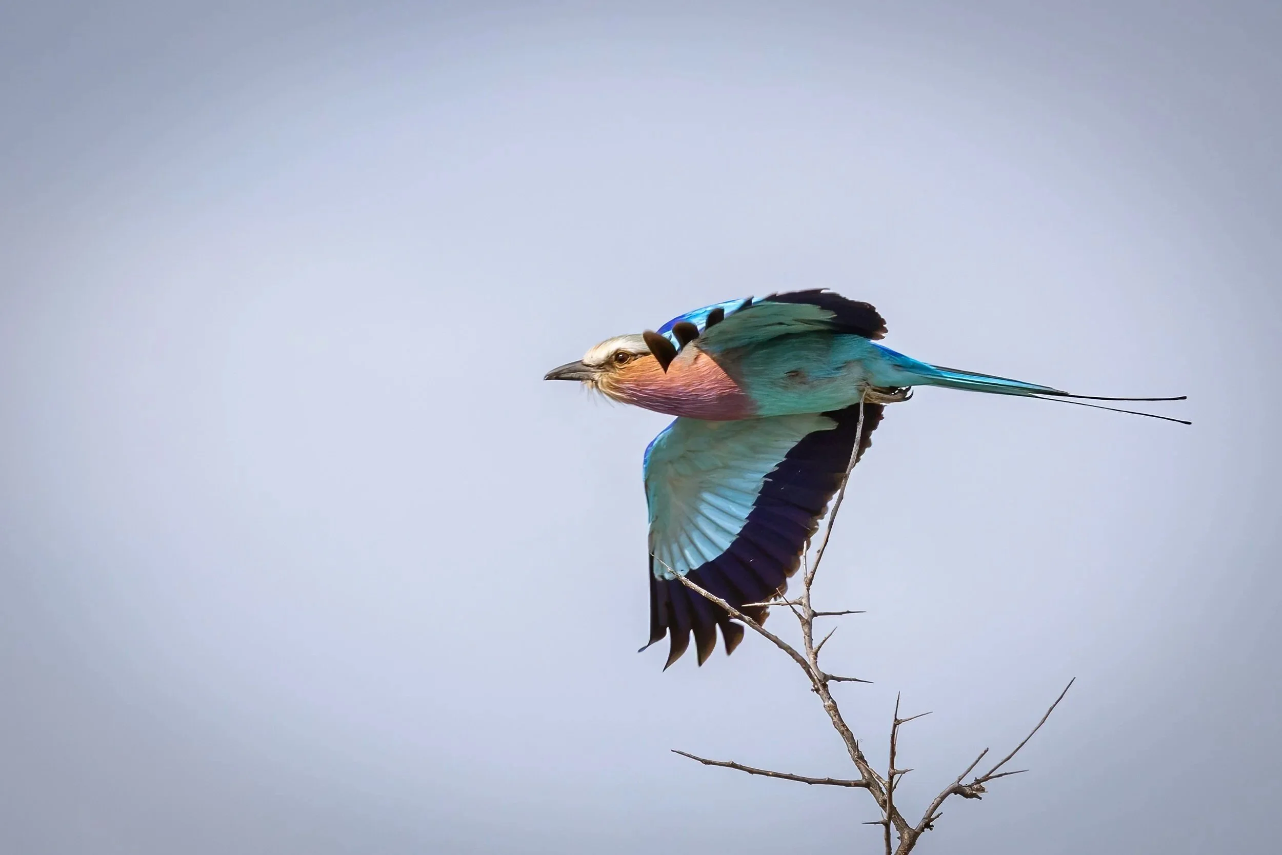 Lilac-Breasted Roller bird in flight at Jack’s Camp, Makgadikgadi Salt Pans, Botswana.
