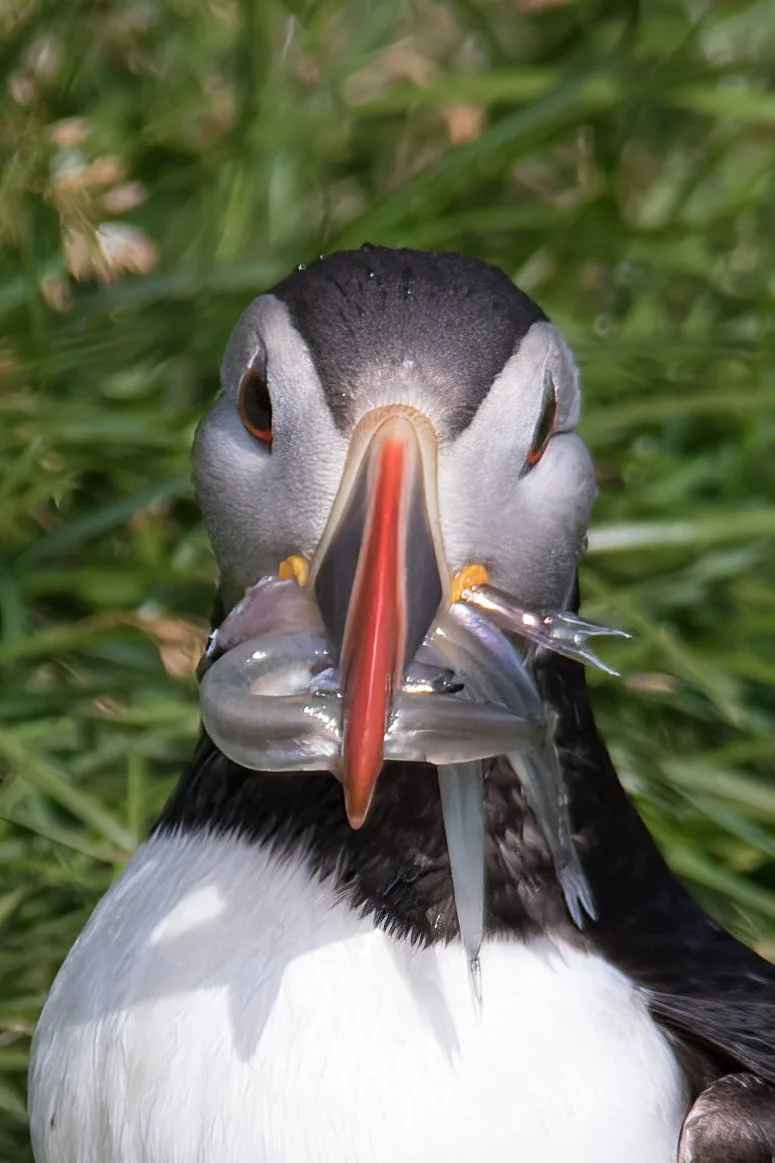 Atlantic Puffin with herring at Borgarfjordur Eystri, East Iceland
