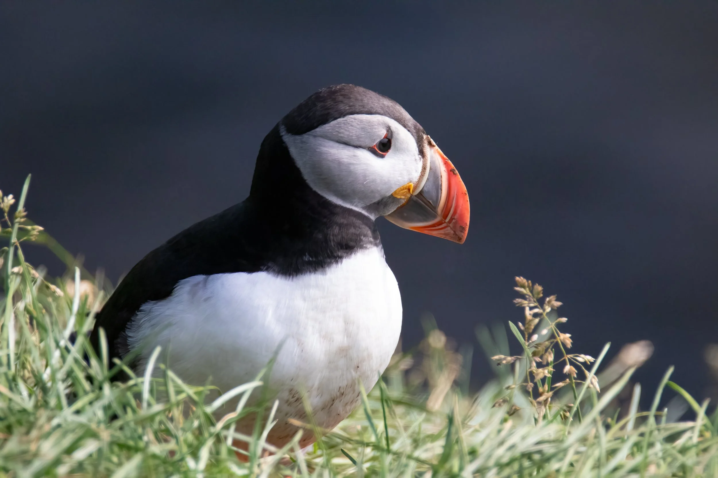 Atlantic Puffin at Borgarfjordur Eystri, East Iceland 
