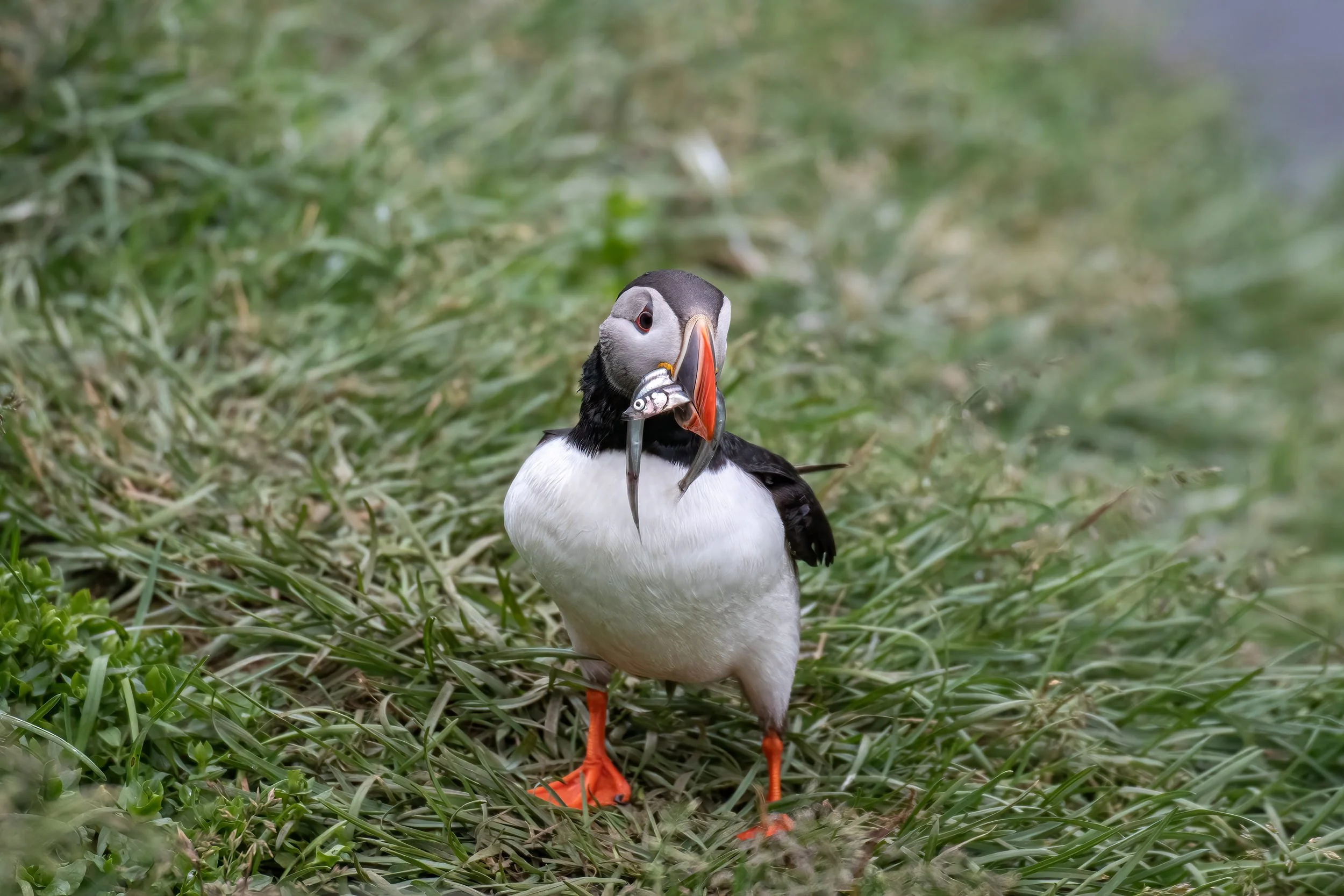 Atlantic Puffin with herring at Borgarfjordur Eystri, East Iceland 