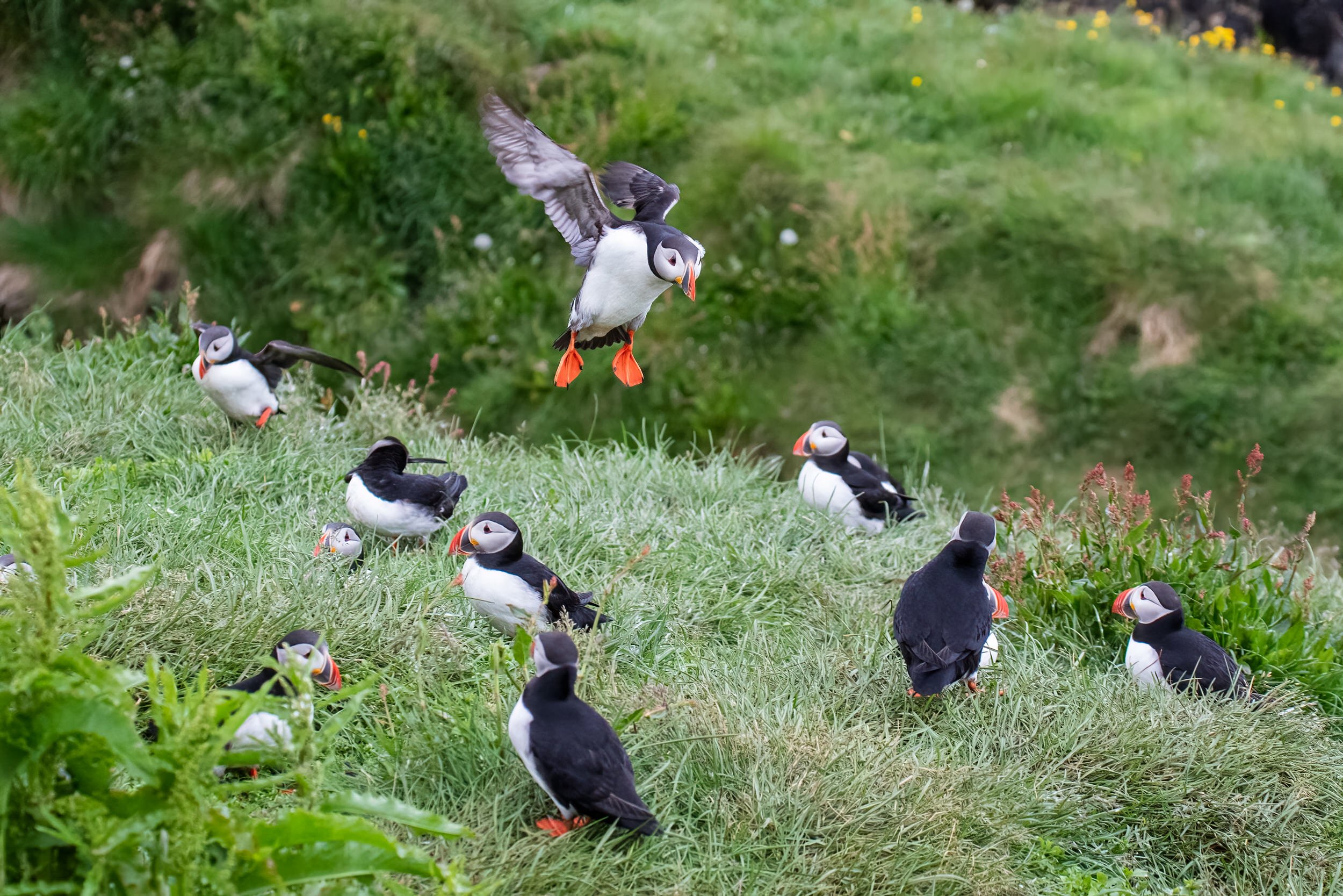 The Atlantic Puffin colony at Borgarfjordur Eystri, East Iceland 