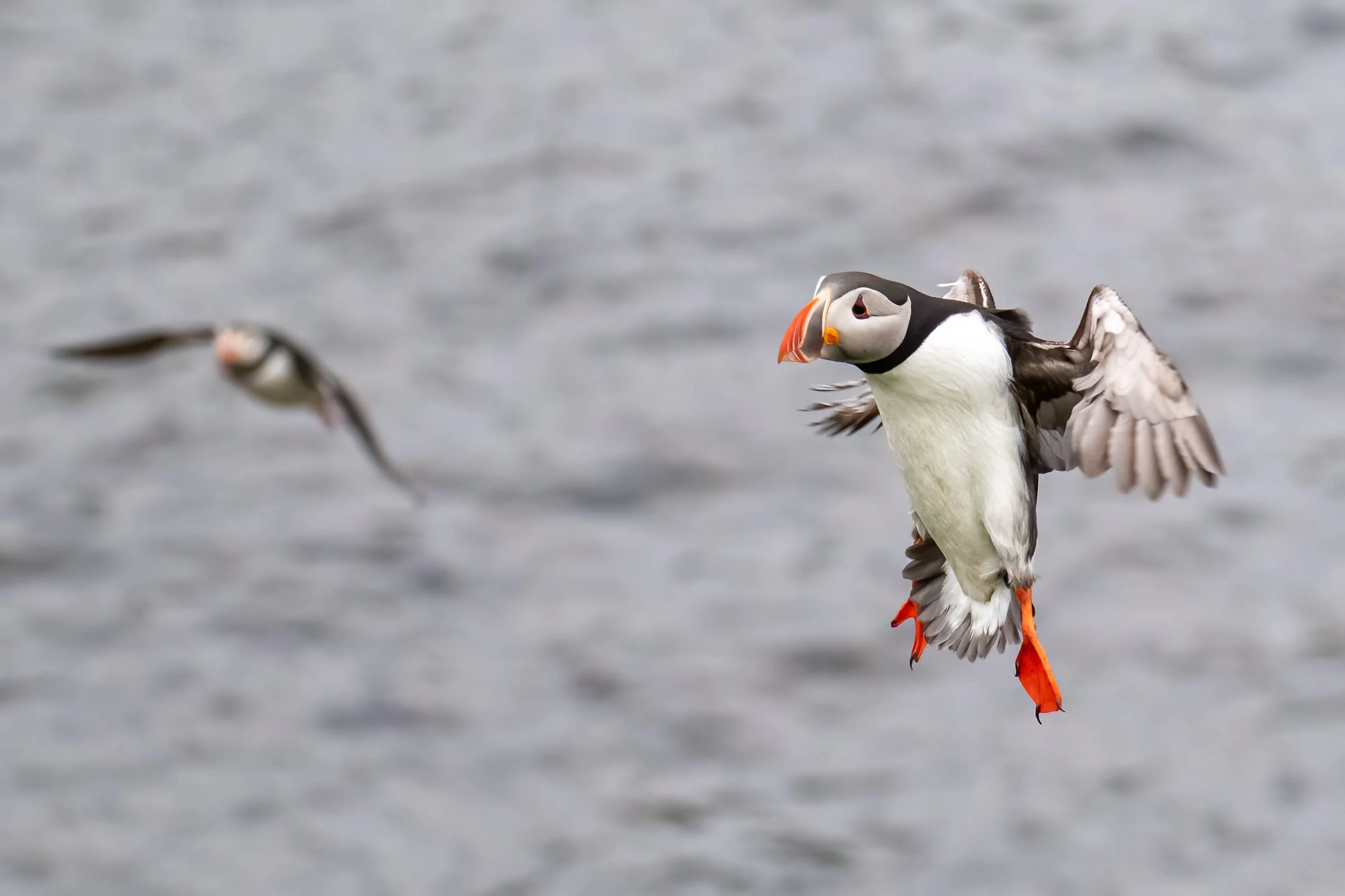 An Atlantic Puffin coming in to land at Borgarfjordur Eystri, East Iceland