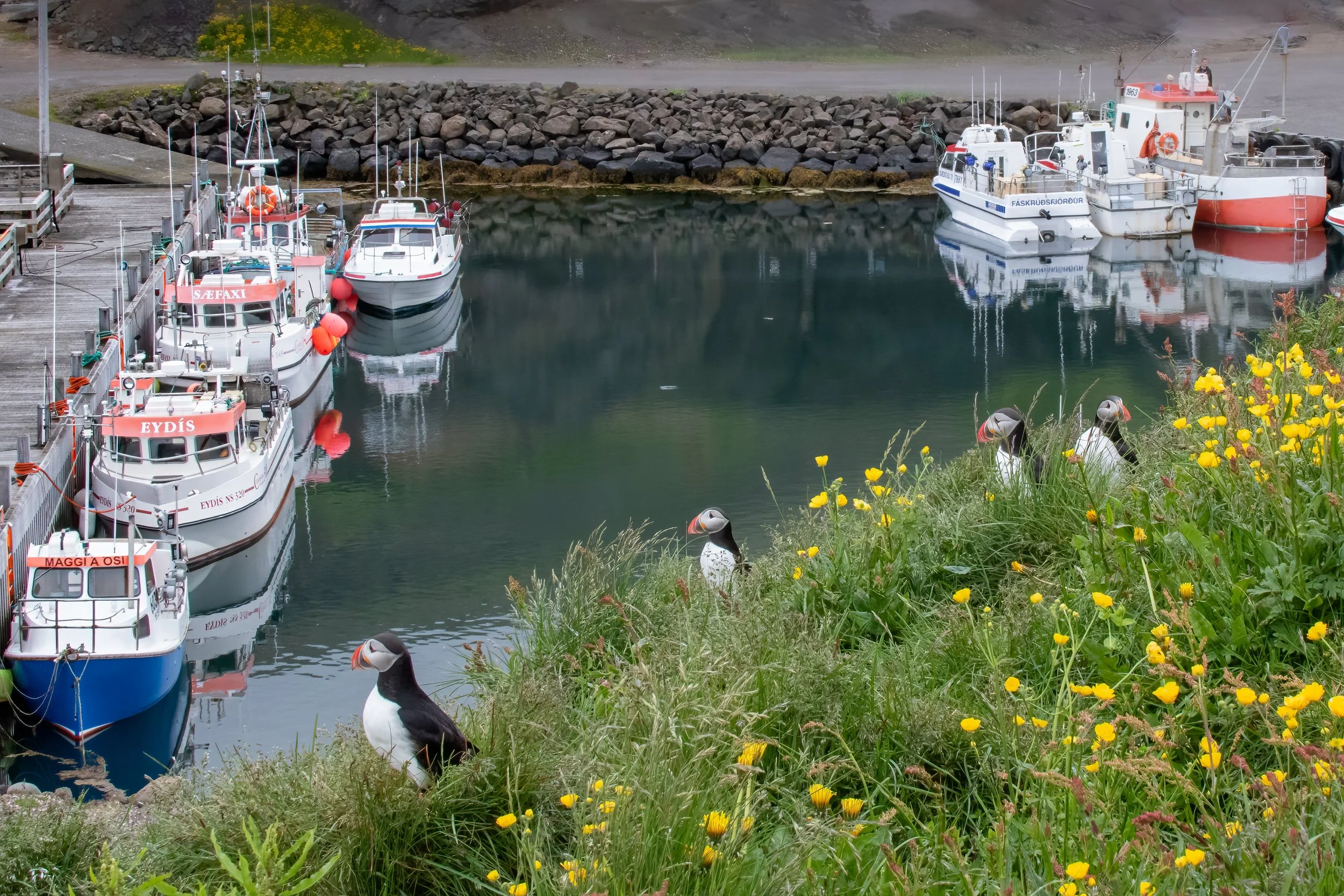 Atlantic Puffins and the harbour at Borgarfjordur Eystri, East Iceland 