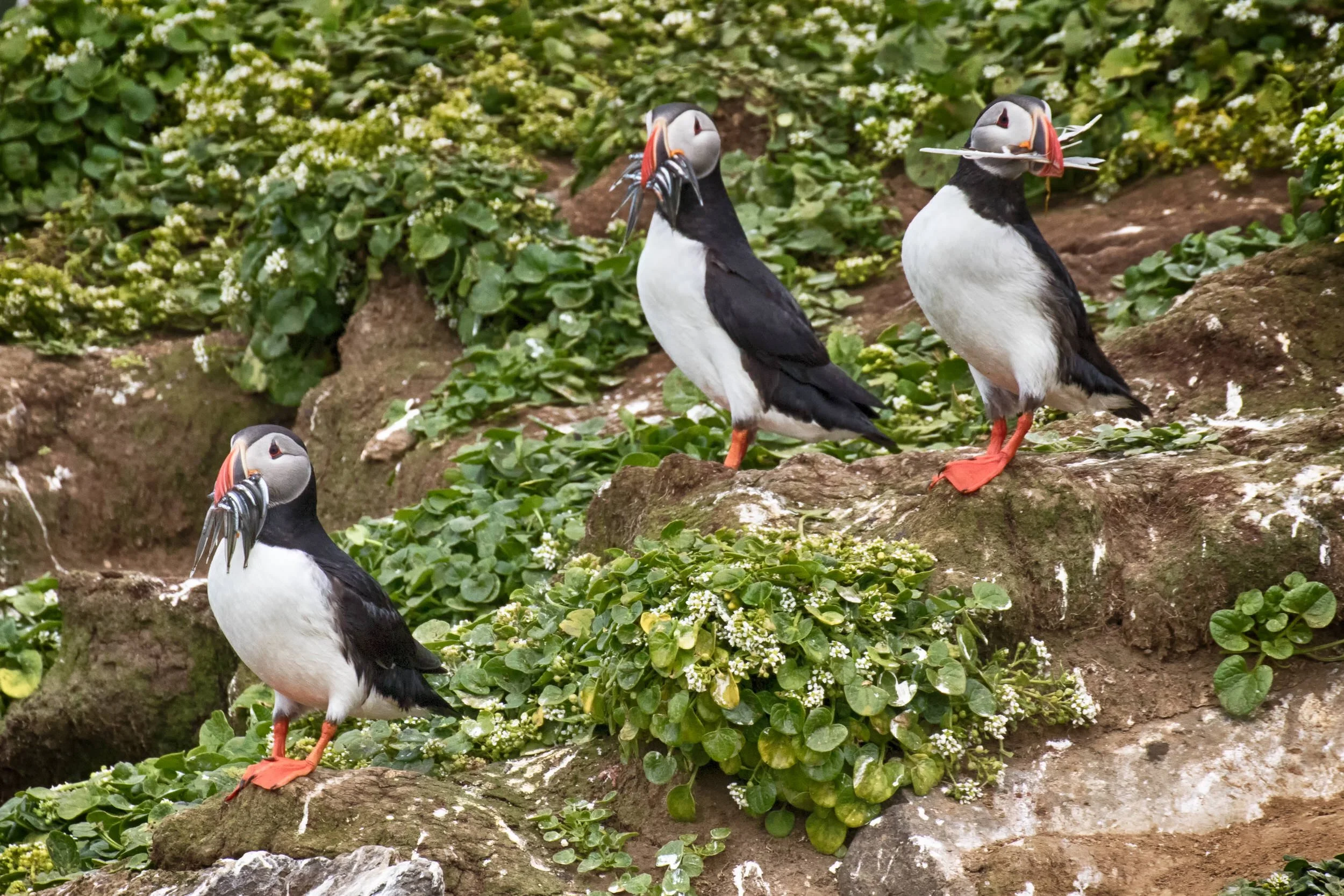 Atlantic Puffins at Grimsey Island, North Iceland (with herring &amp; one with feathers for its burrow)