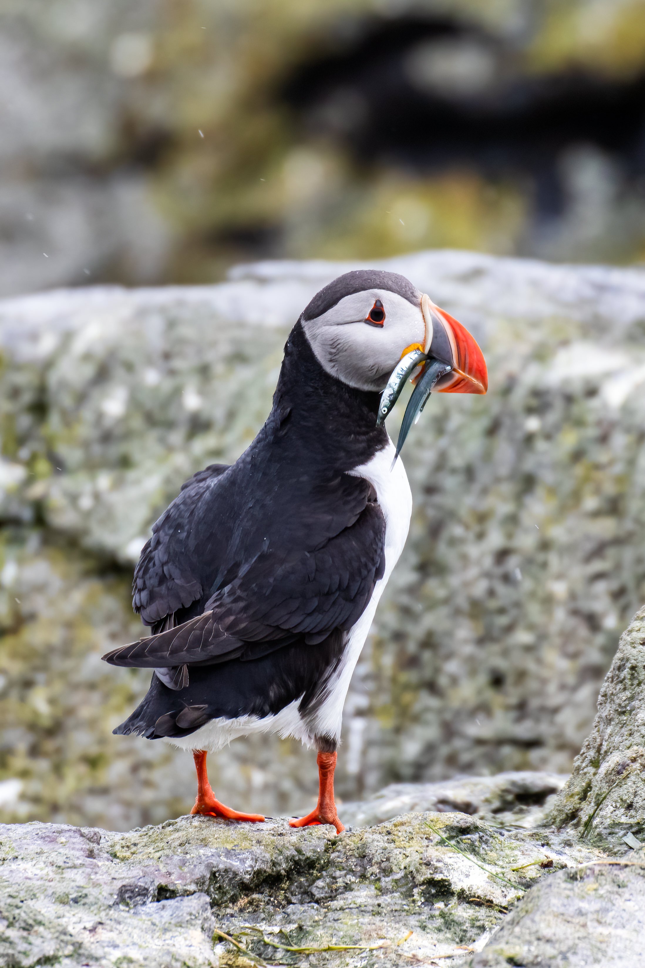 Atlantic Puffin with herring at Vigur Island in the West Fjords, Iceland
