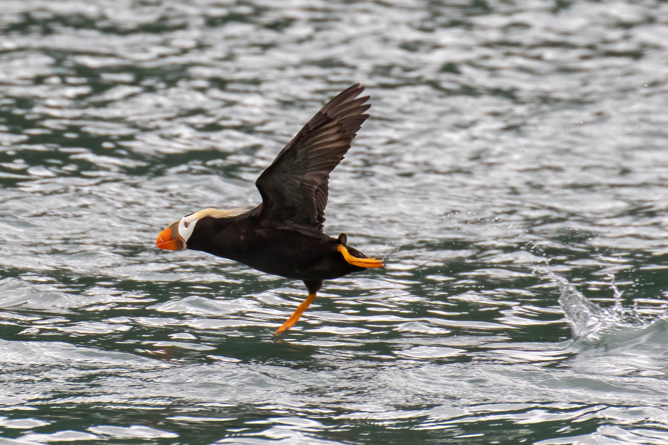 A Tufted Puffin taking flight in Alaska