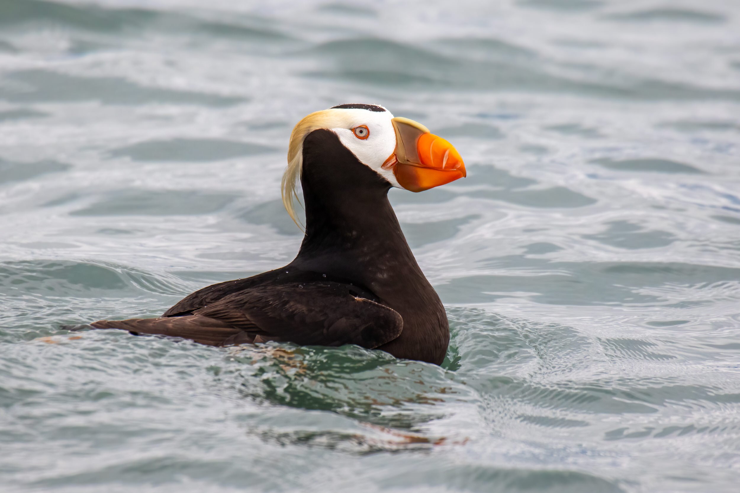 A Tufted Puffin on the water in Alaska