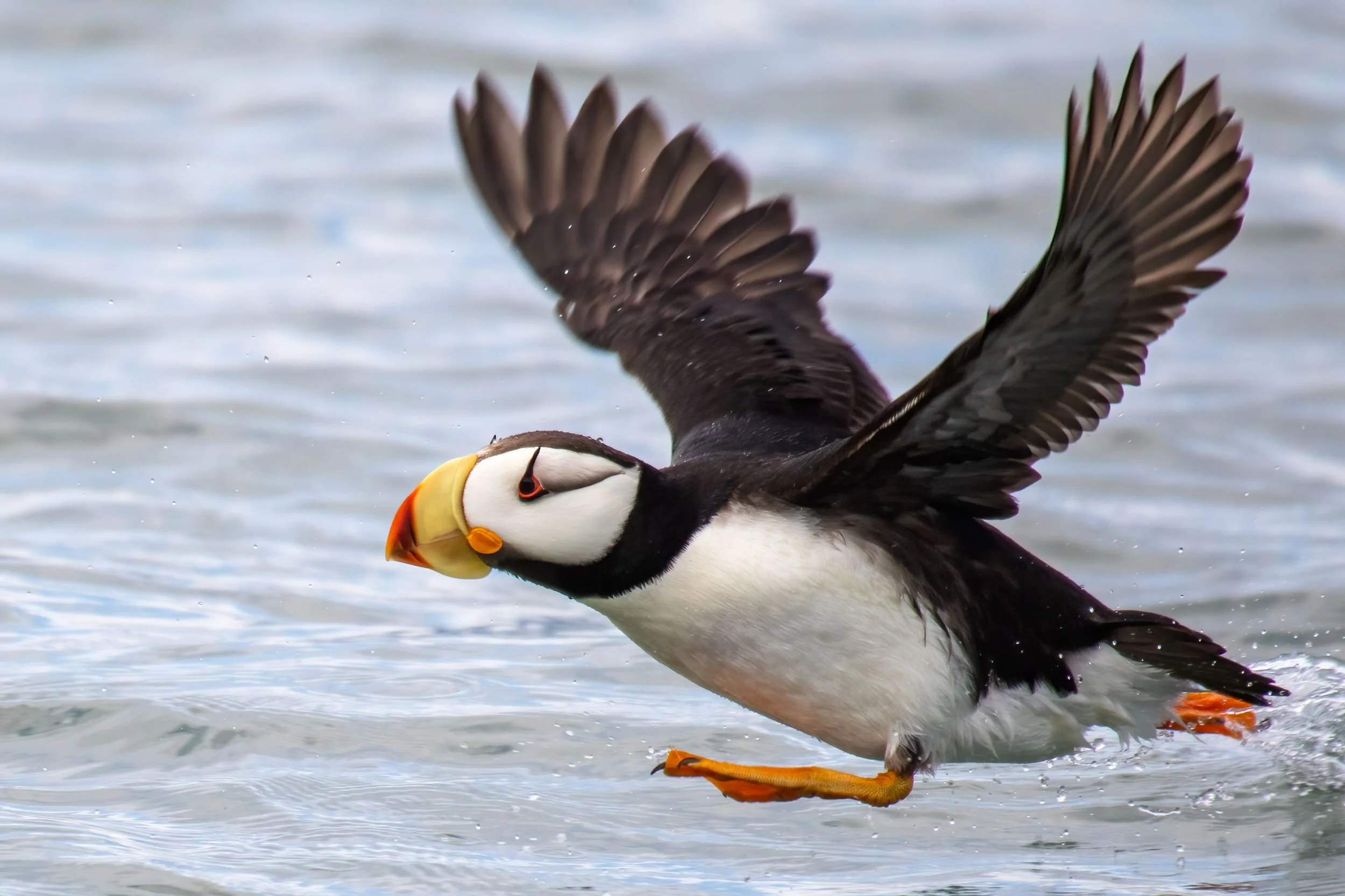 A Horned Puffin taking flight in Alaska