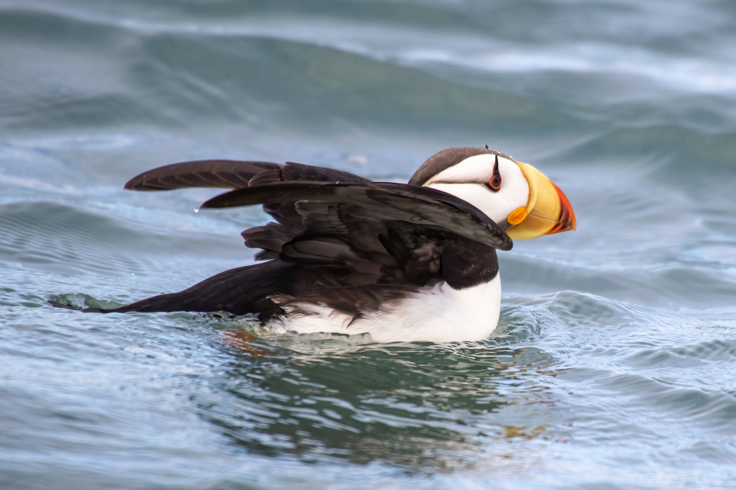 A Horned Puffin on the water in Alaska