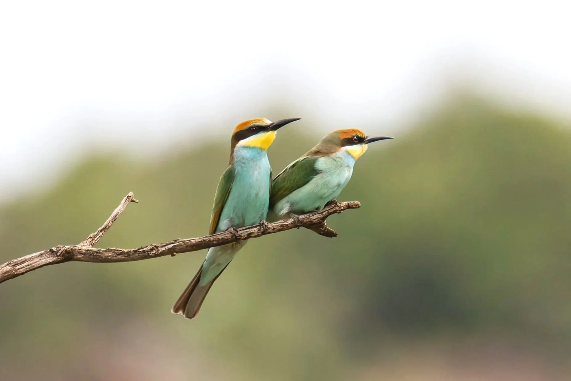 Juvenile European Bee-eaters in the Masai Mara, Kenya.
