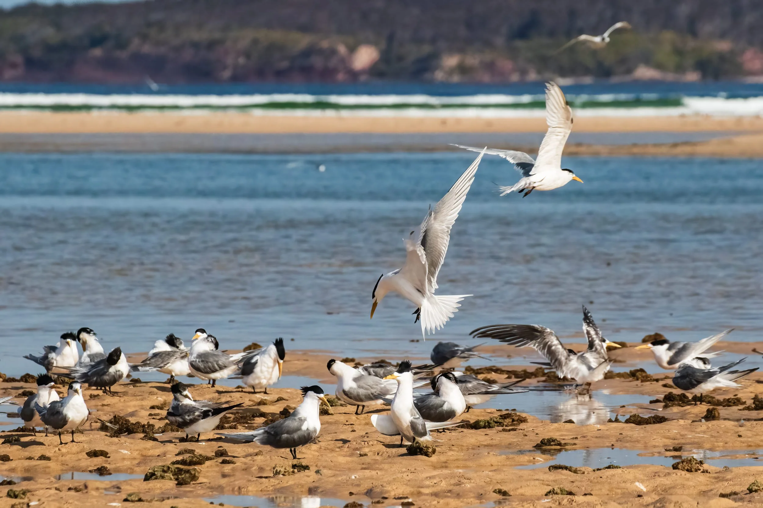Crested Terns at Merimbula, New South Wales, Australia.