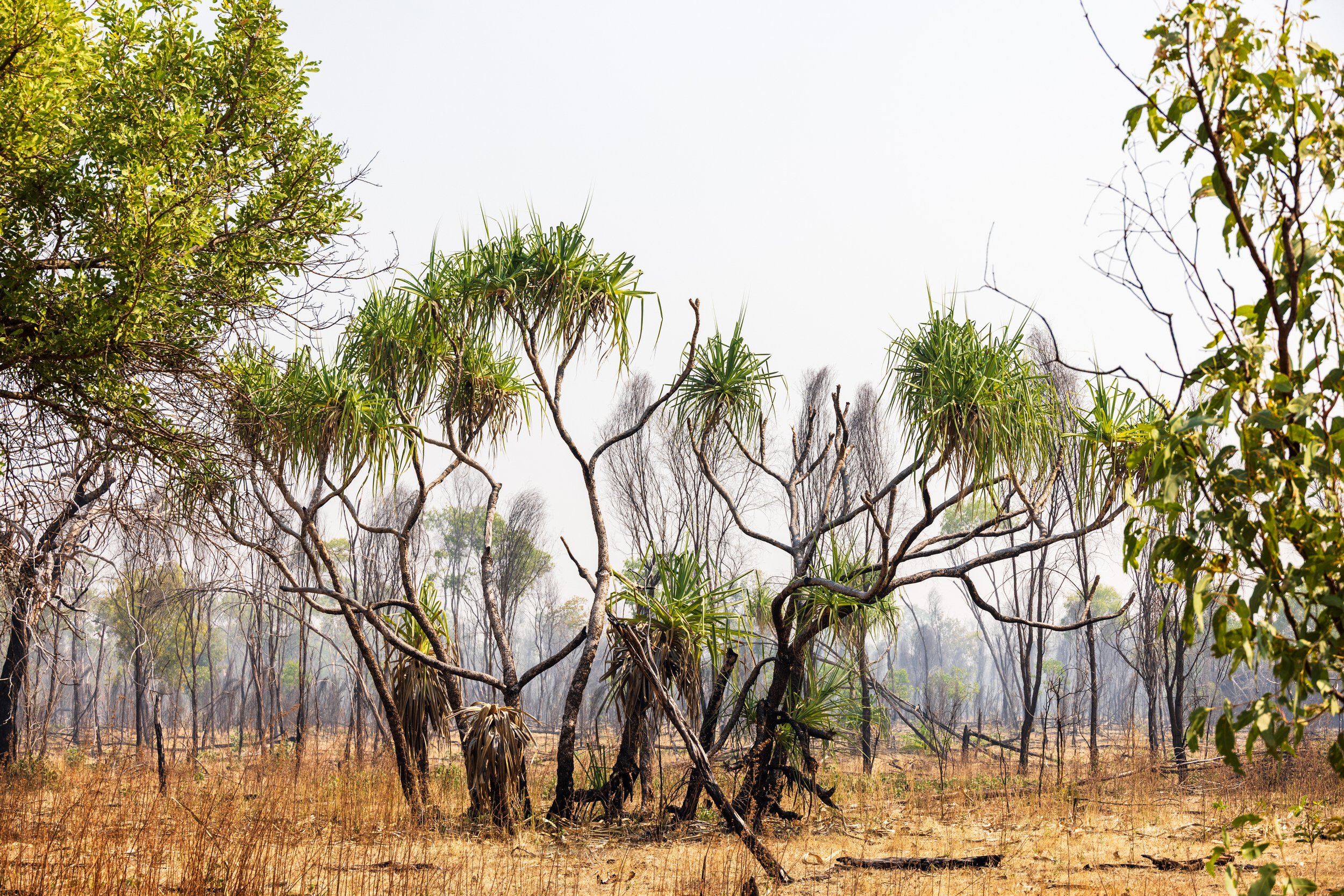 Trees & a smoky Dawn at Legune Station, Northern Territory, Australia.