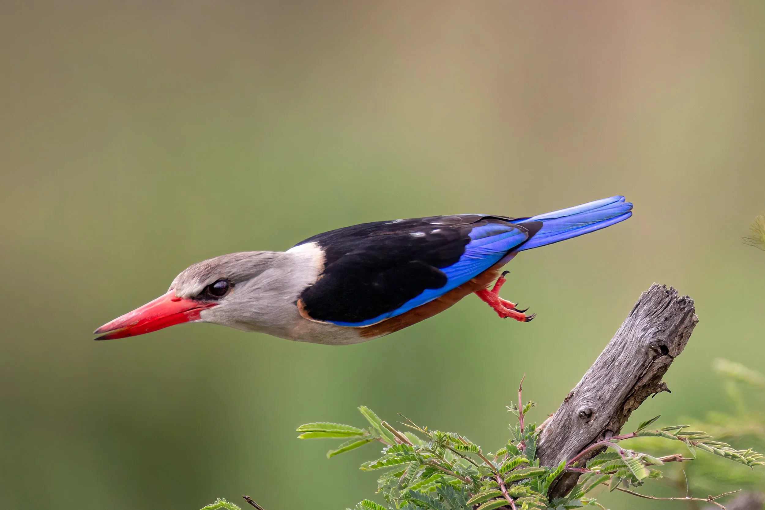 Grey-headed Kingfisher in flight in the Serengeti, Tanzania.