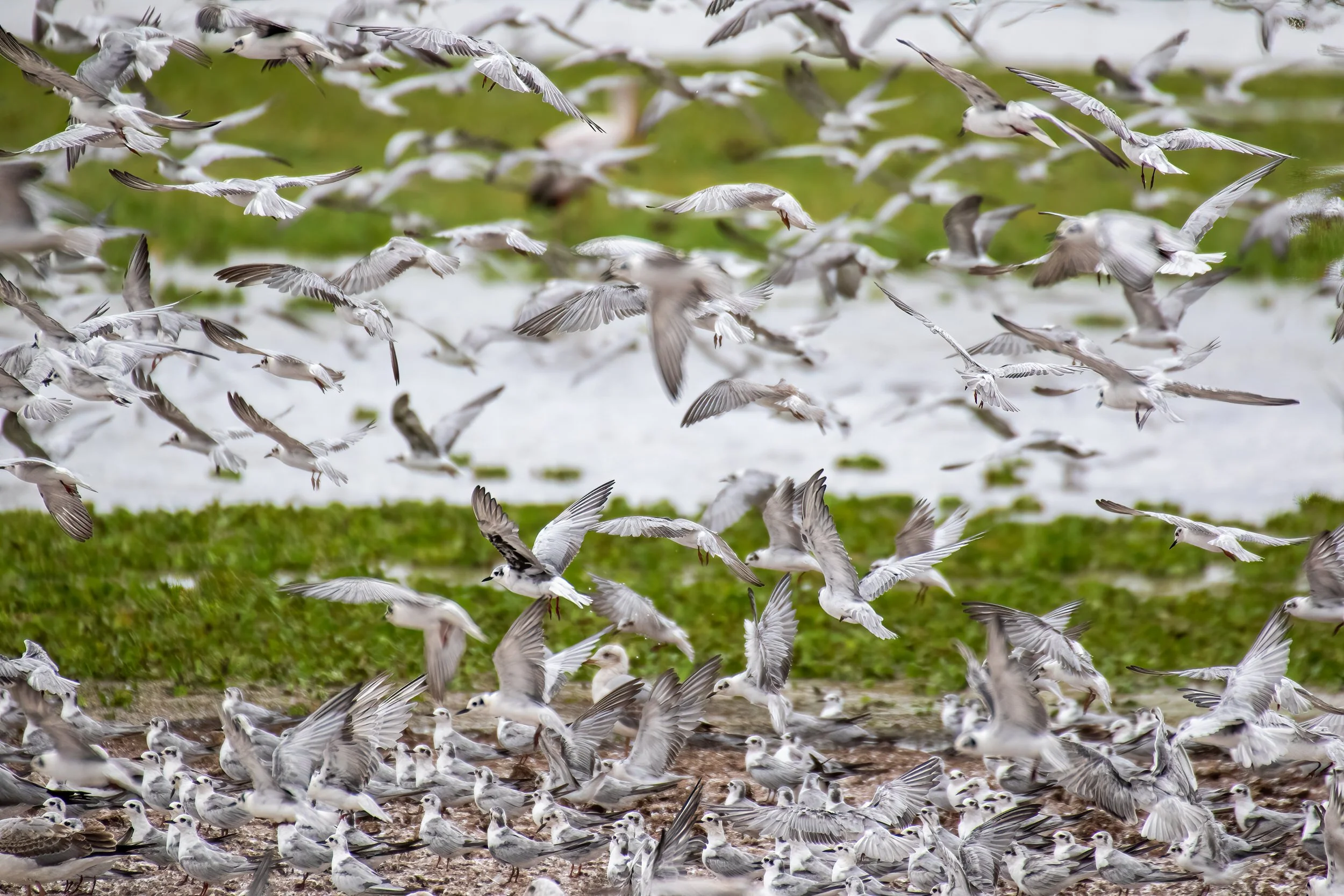 Massed White-winged Terns at Lake Manyara National Park, Tanzania.