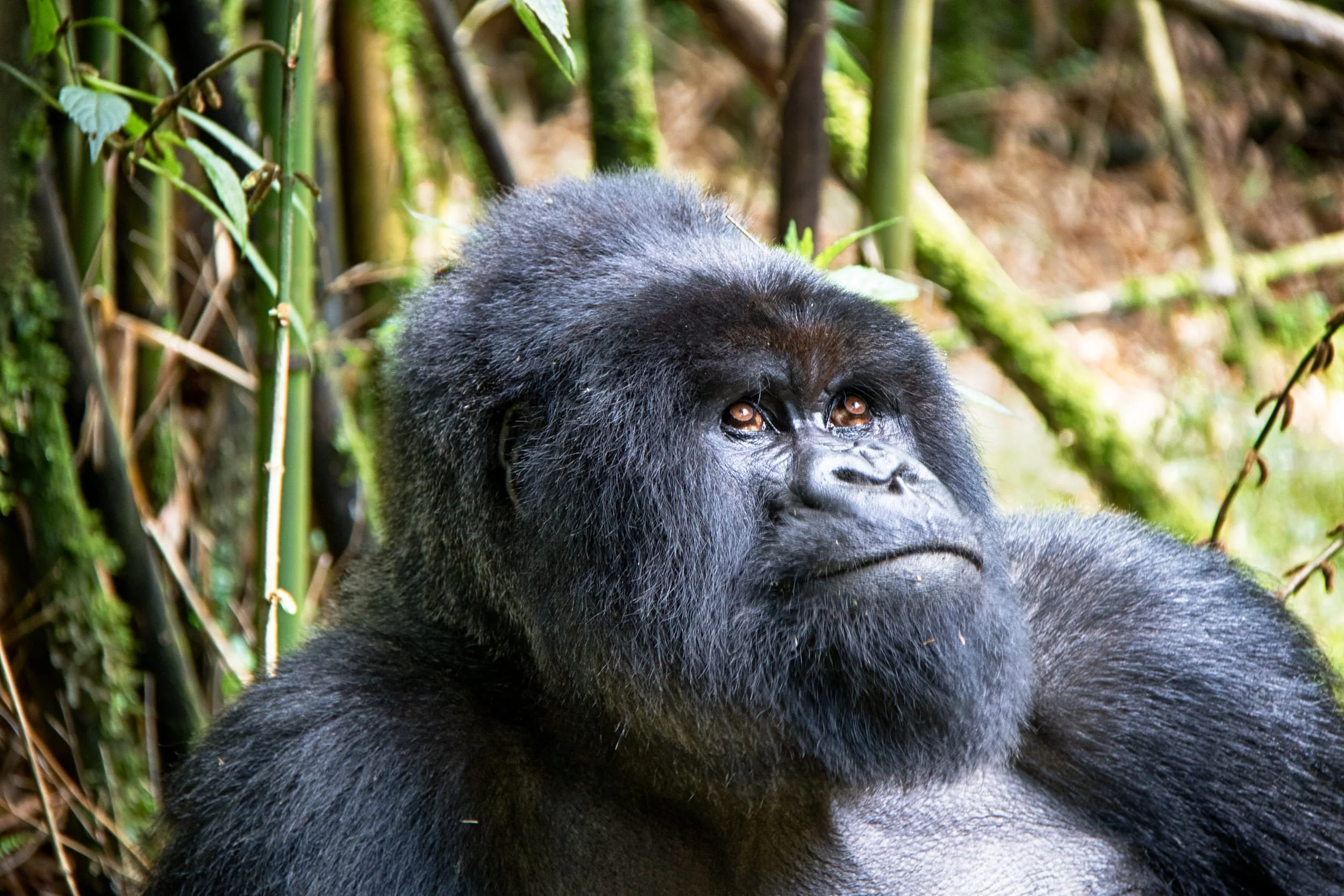 Silverback Mountain Gorilla from the Hirwa group, Volcanoes National Park, Rwanda.