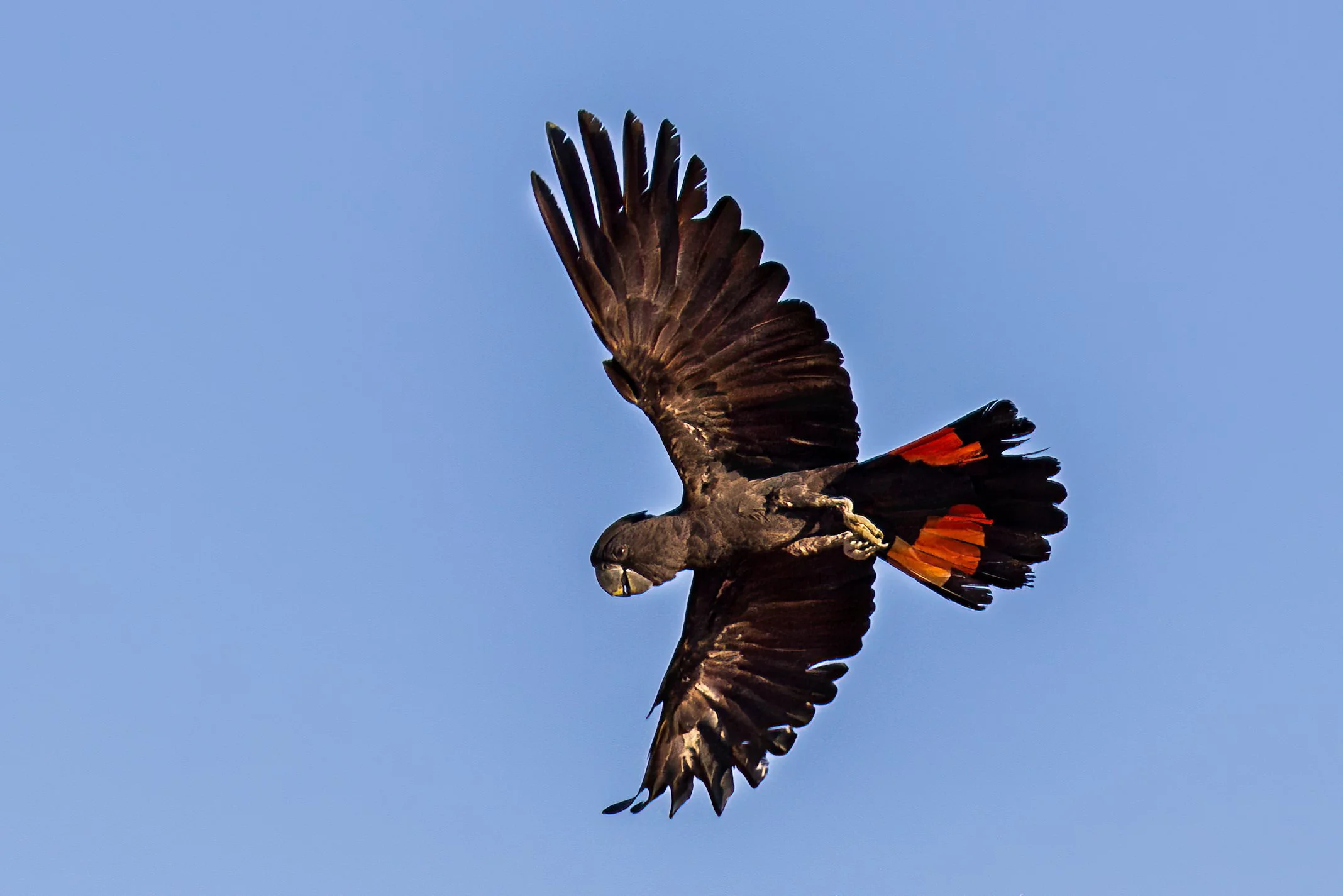 Red-tailed Black Cockatoo in flight at Legune Station, Northern Territory, Australia.