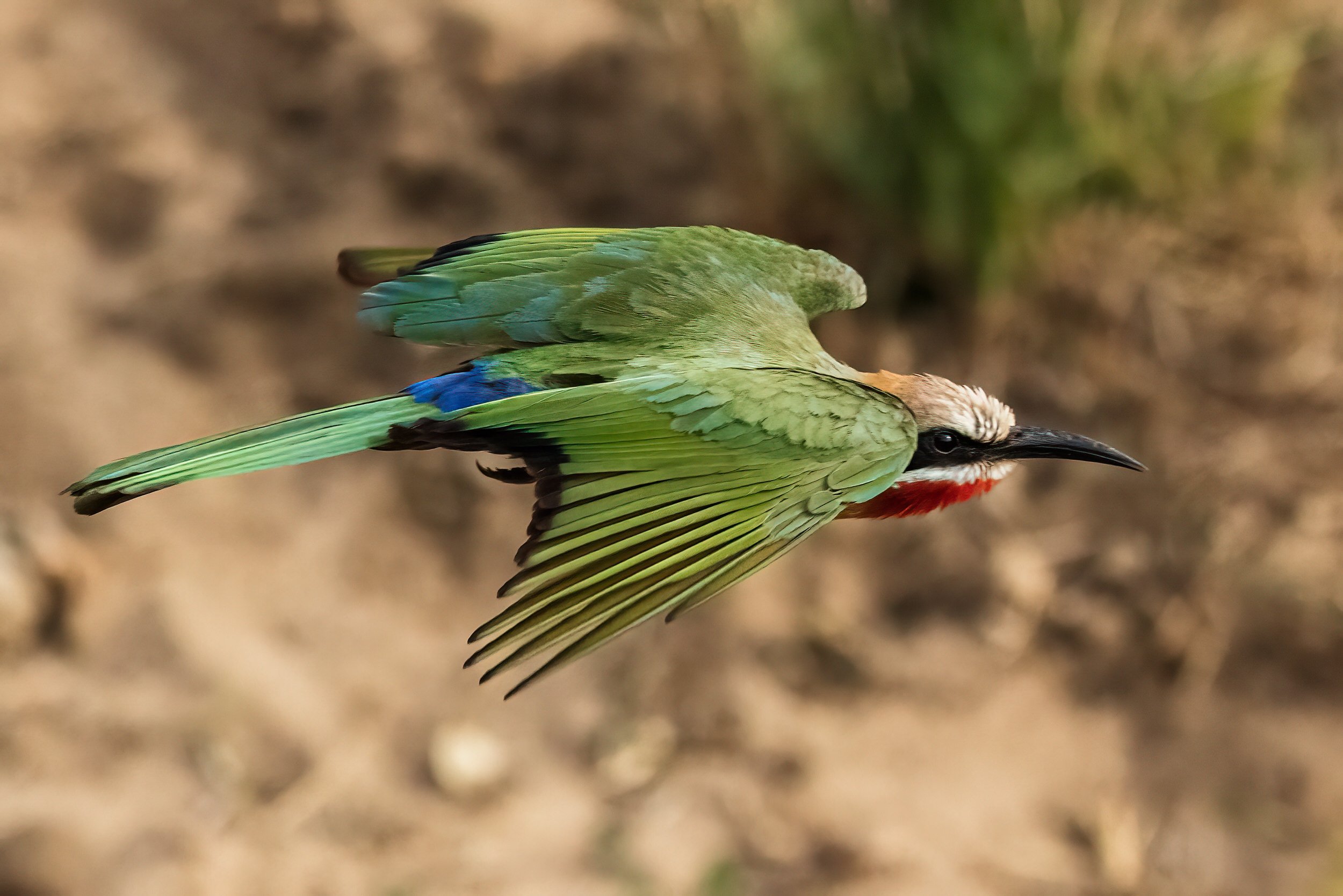 White-fronted Bee-eater in flight at Londolozi, South Africa. 