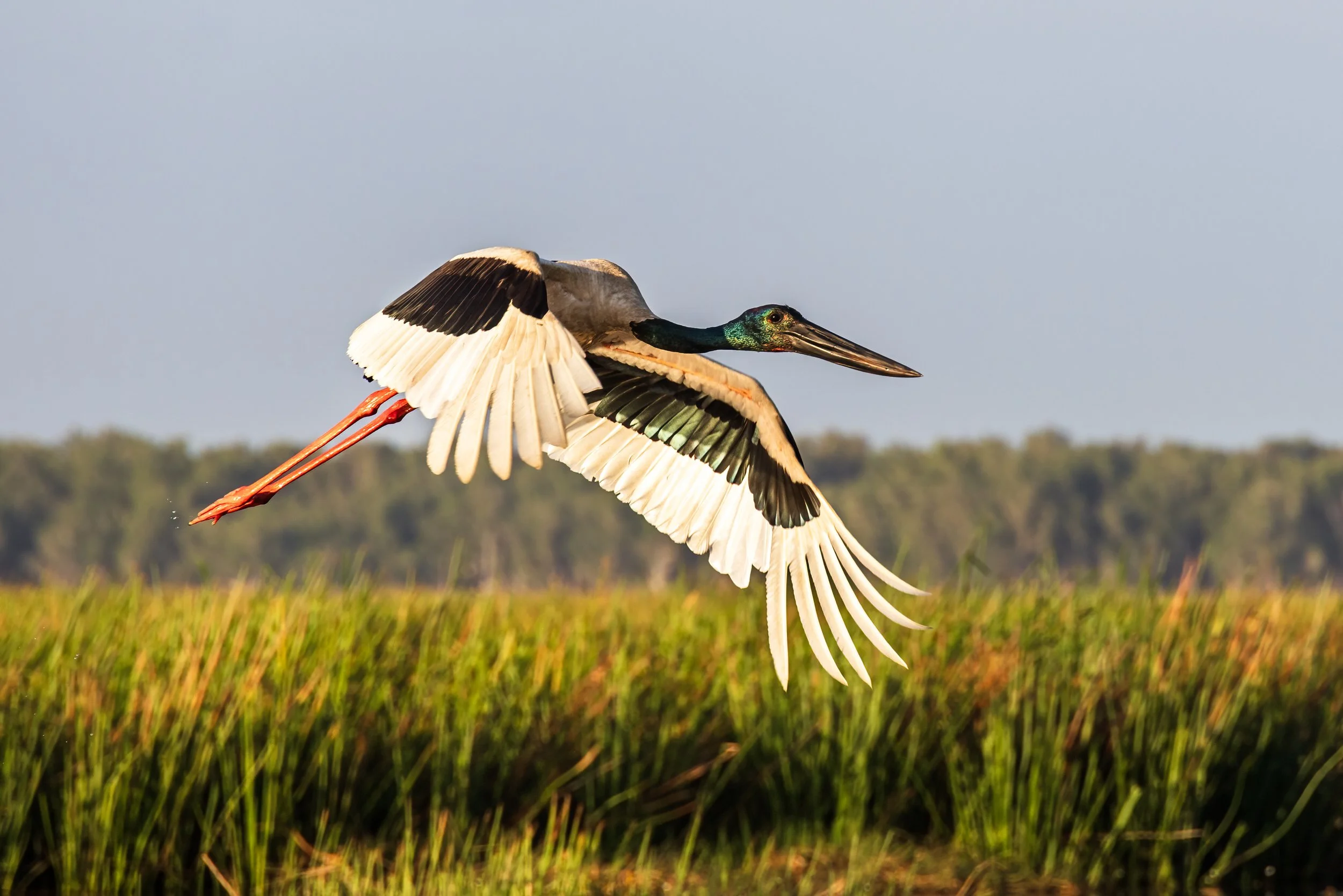 Jabiru in flight at Bamurru Plains, Northern Territory, Australia