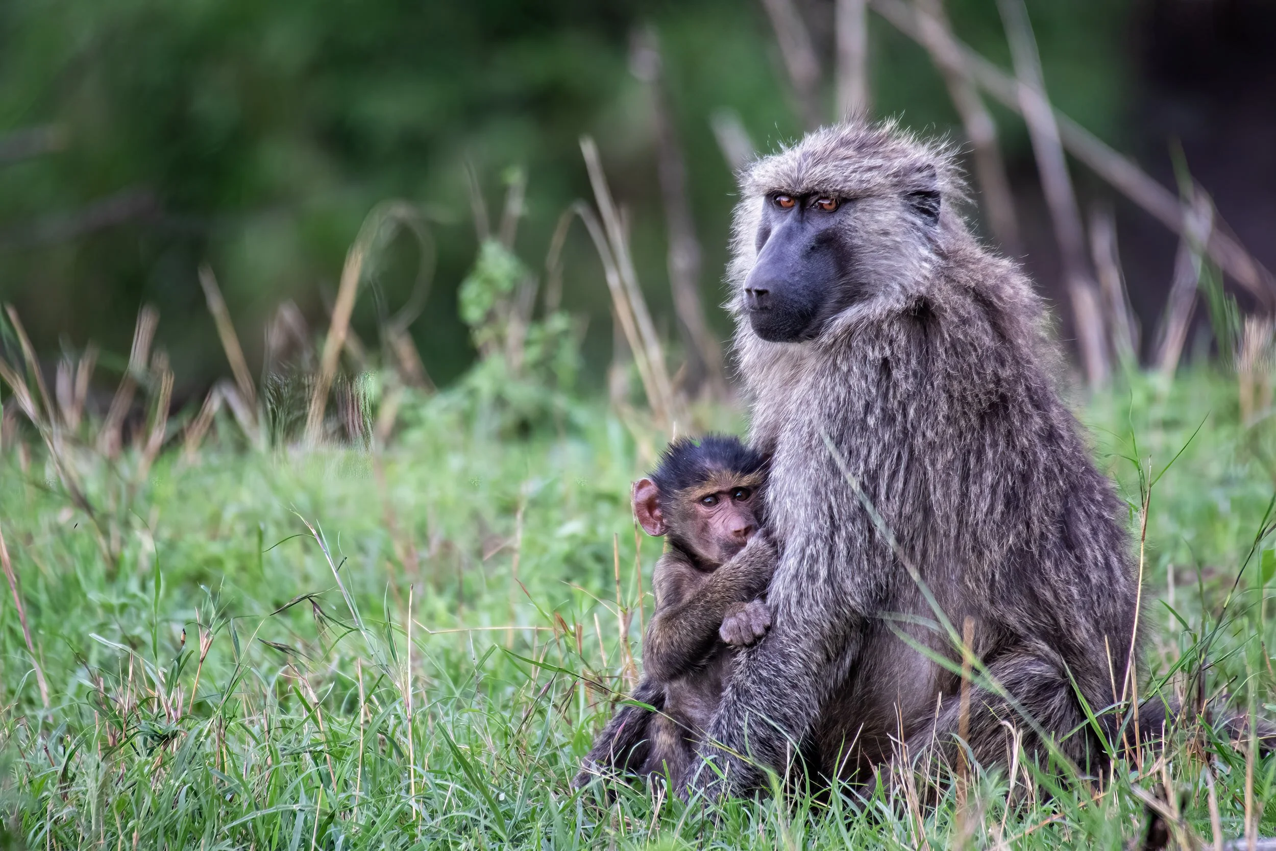 Olive Baboon with infant in the Serengeti, Tanzania.