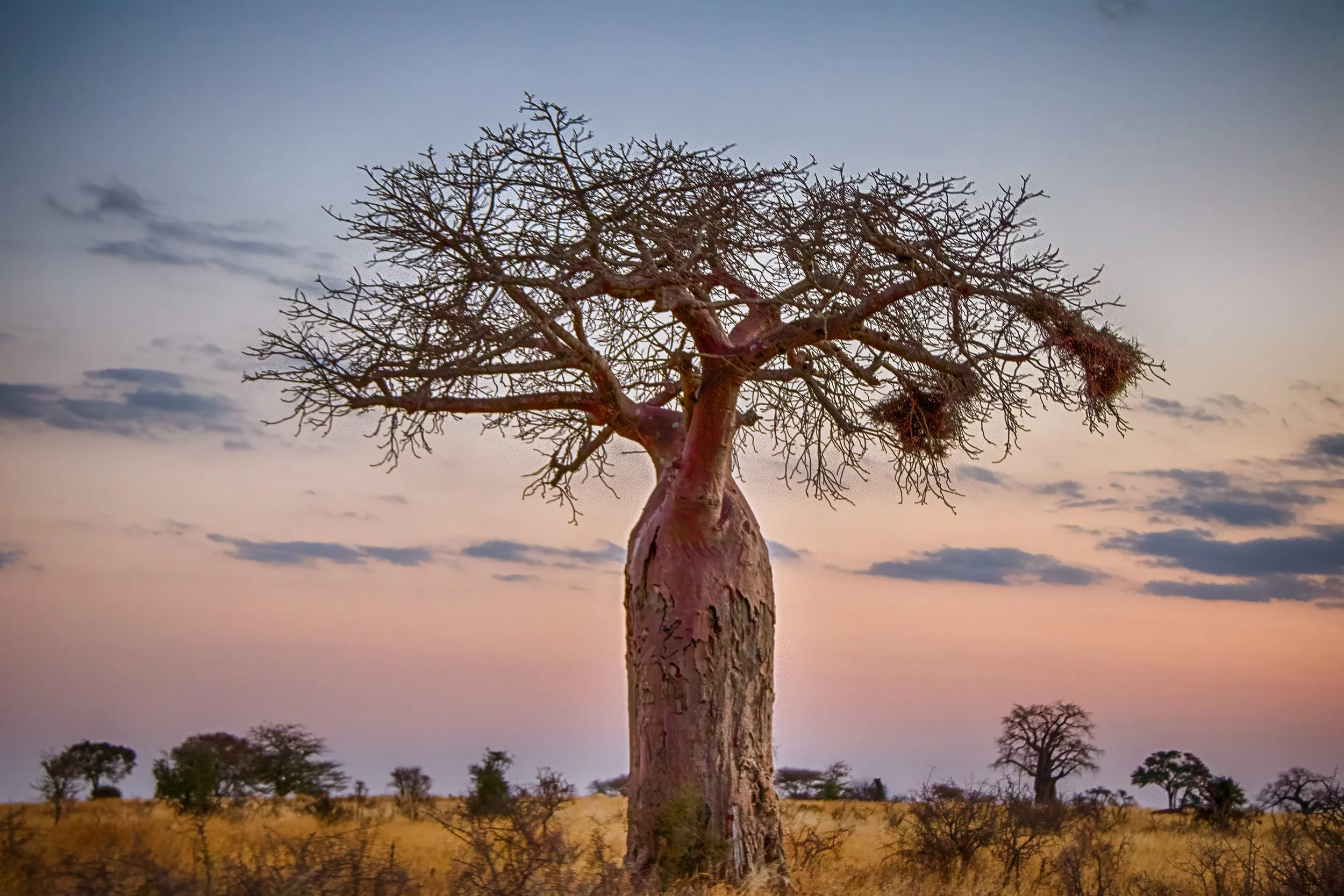 Boab tree at Sunset, Nimali Tarangire, Tanzania.