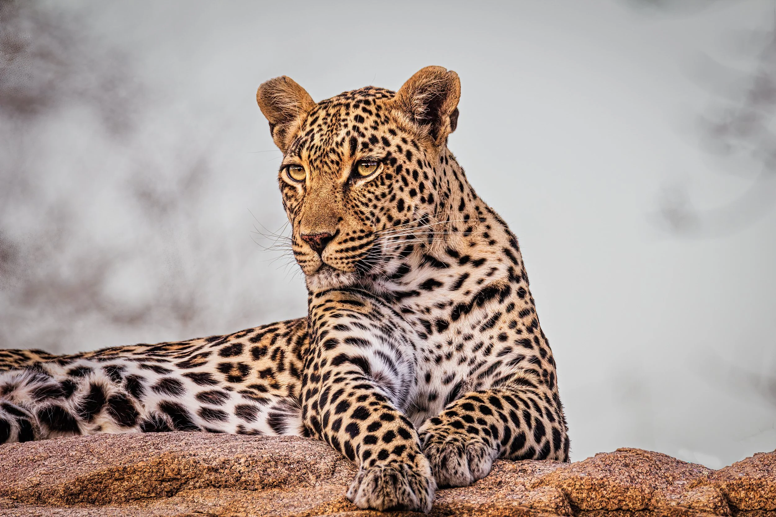 Leopard on a rock at Londolozi in South Africa.