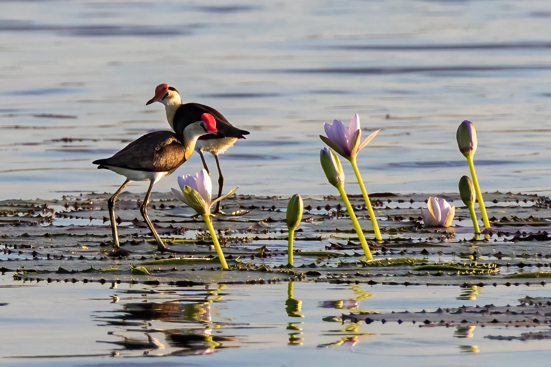 Comb-crested Jacanas on lily pads at Davidson’s Camp, Northern Territory, Australia.