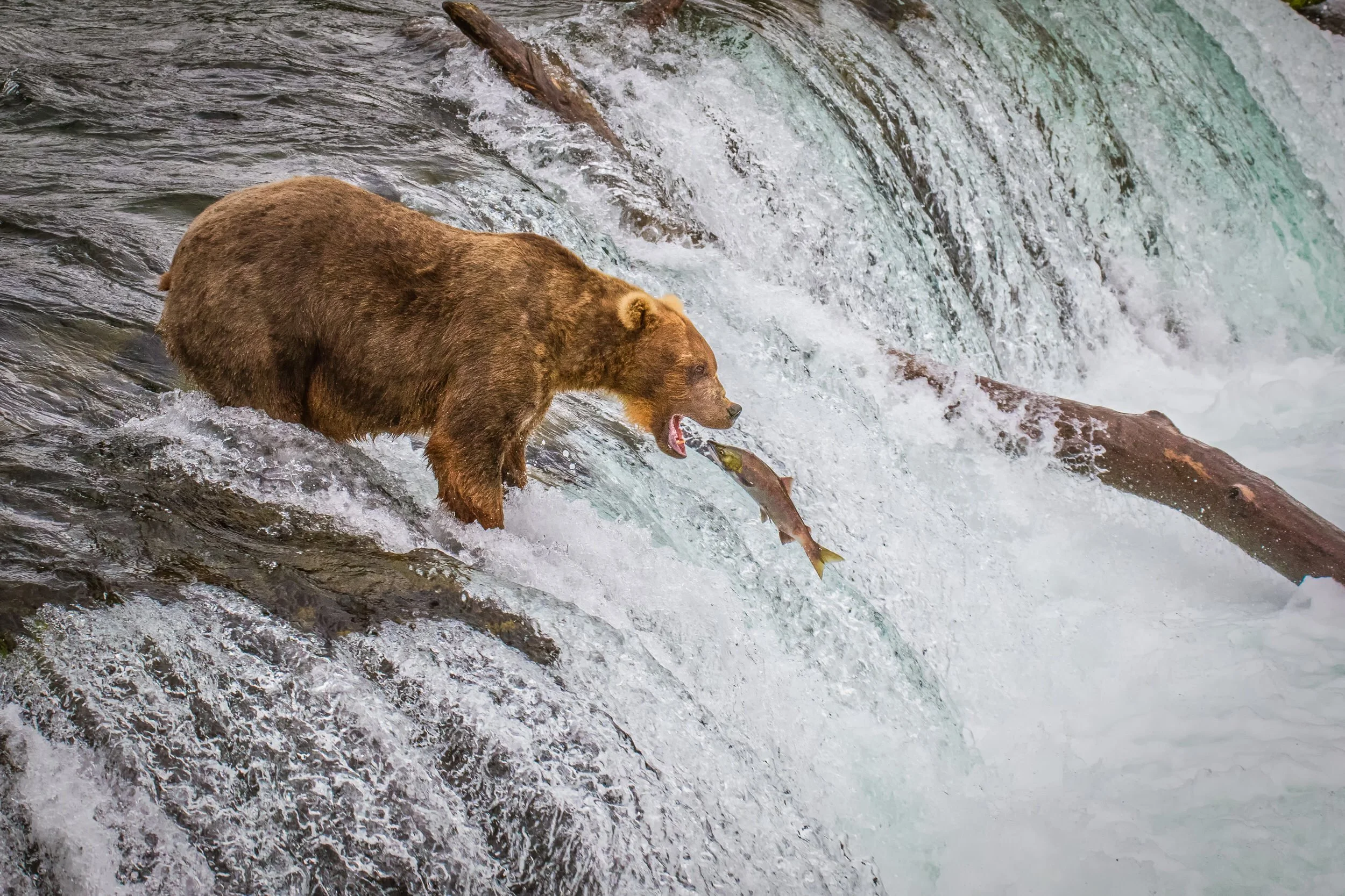 Brown Bear fishing at the Brooks Falls, Katmai National Park, Alaska.