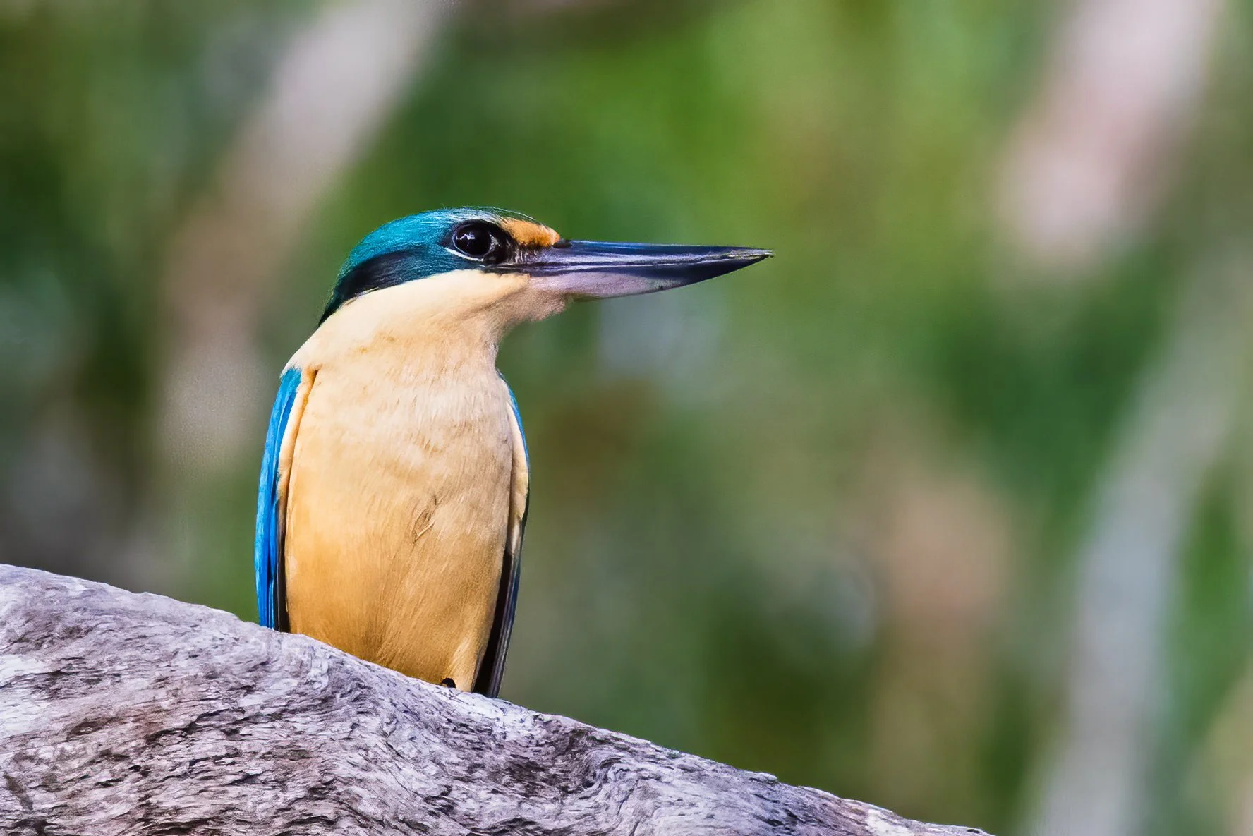 Sacred Kingfisher at Bamurru Plains, Northern Territory, Australia.