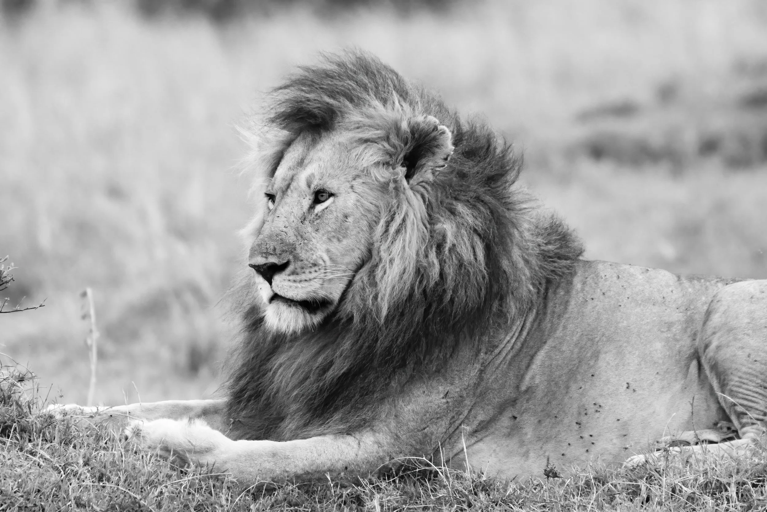Male Lion in the Masai Mara, Kenya.