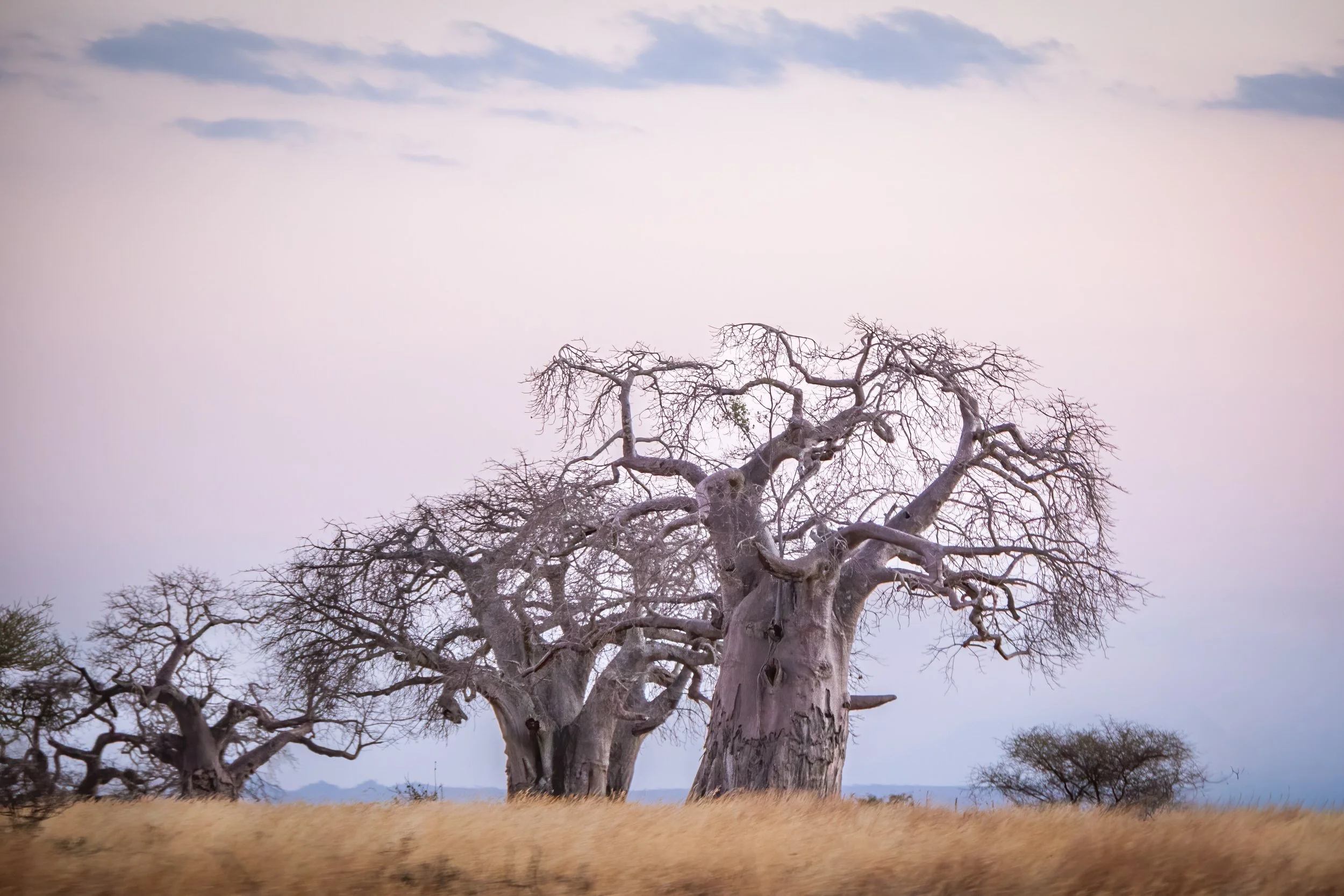 Boab trees in twilight, Nimali Tarangire, Tanzania.