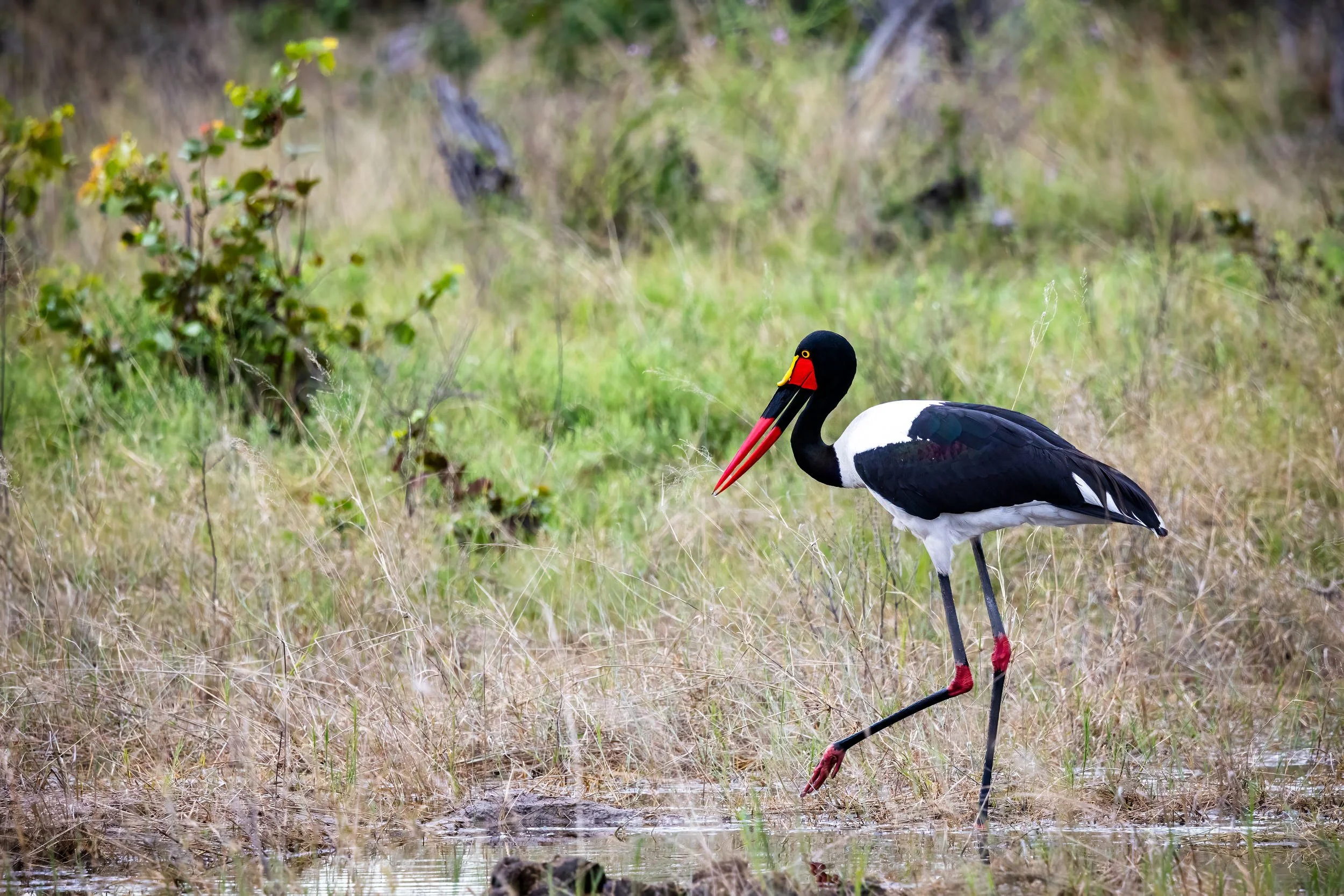 Saddle-billed Stork at Tuludi in the Khwai Private Reserve, Okavango Delta, Botswana.