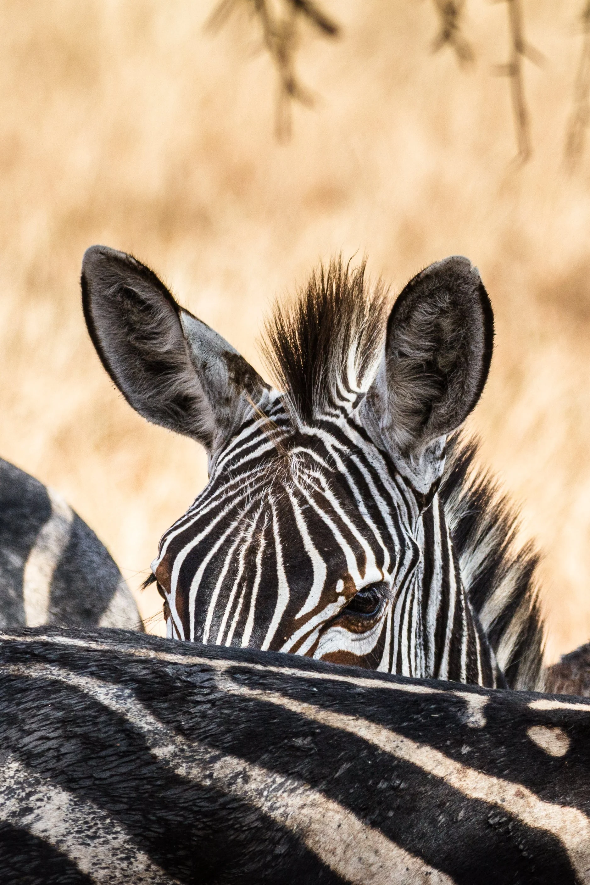 Zebra foal at Nimali Tarangire, Tanzania.