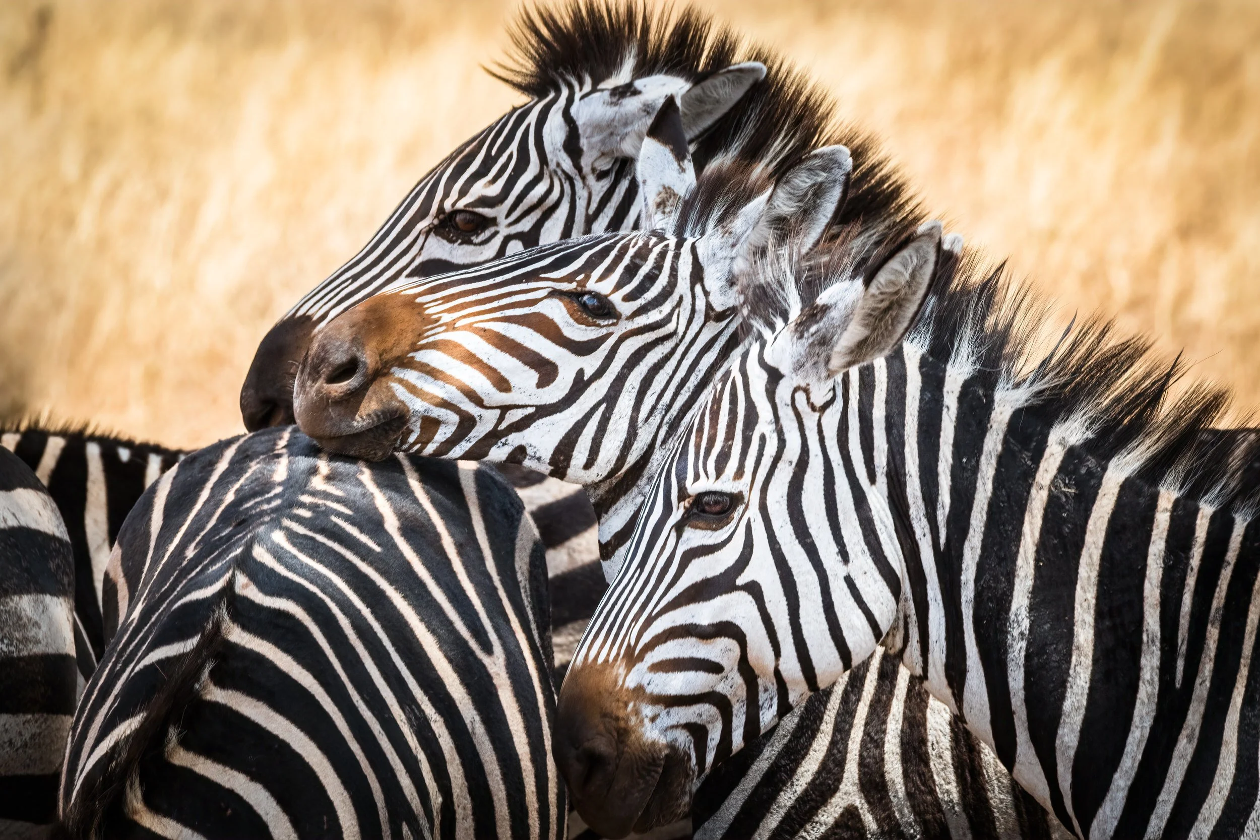 Zebras at Nimali, Tarangire in Tanzania.