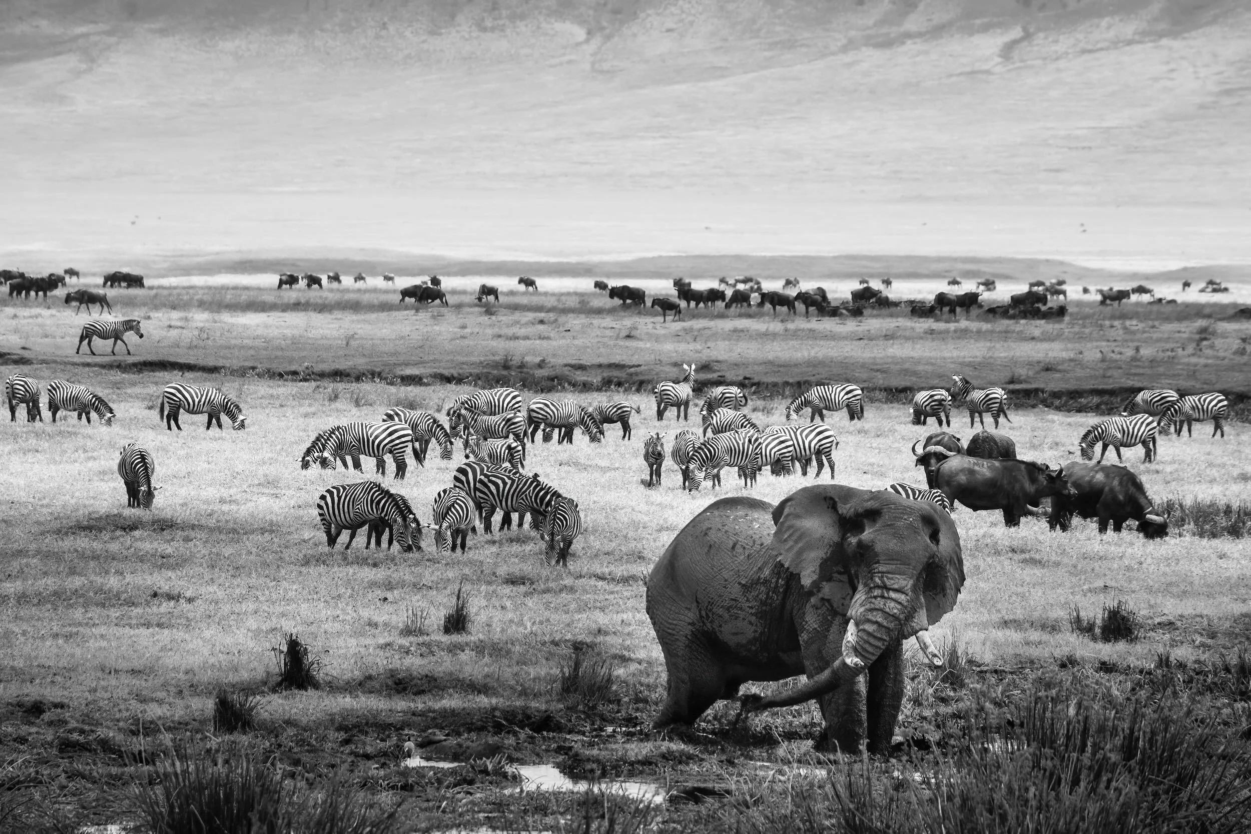 Panorama of Elephants, Zebras and Wildebeest at Ngorongoro Crater, Tanzania.
