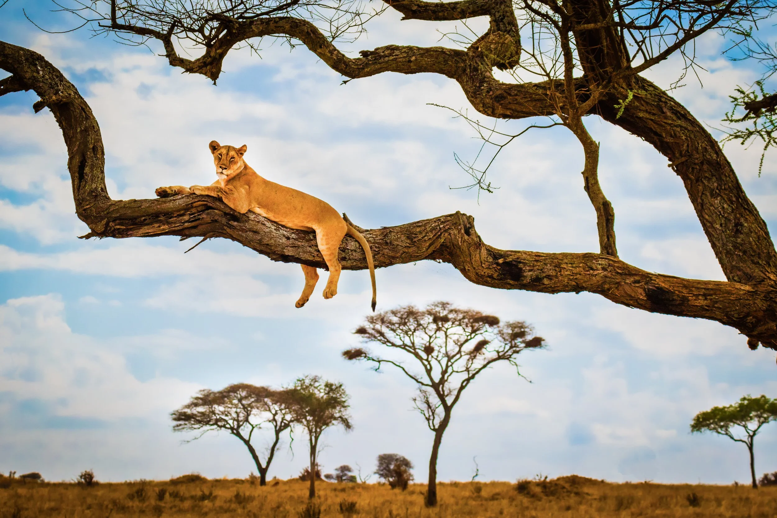 Lioness in tree at Nimali Tarangire, Tanzania.
