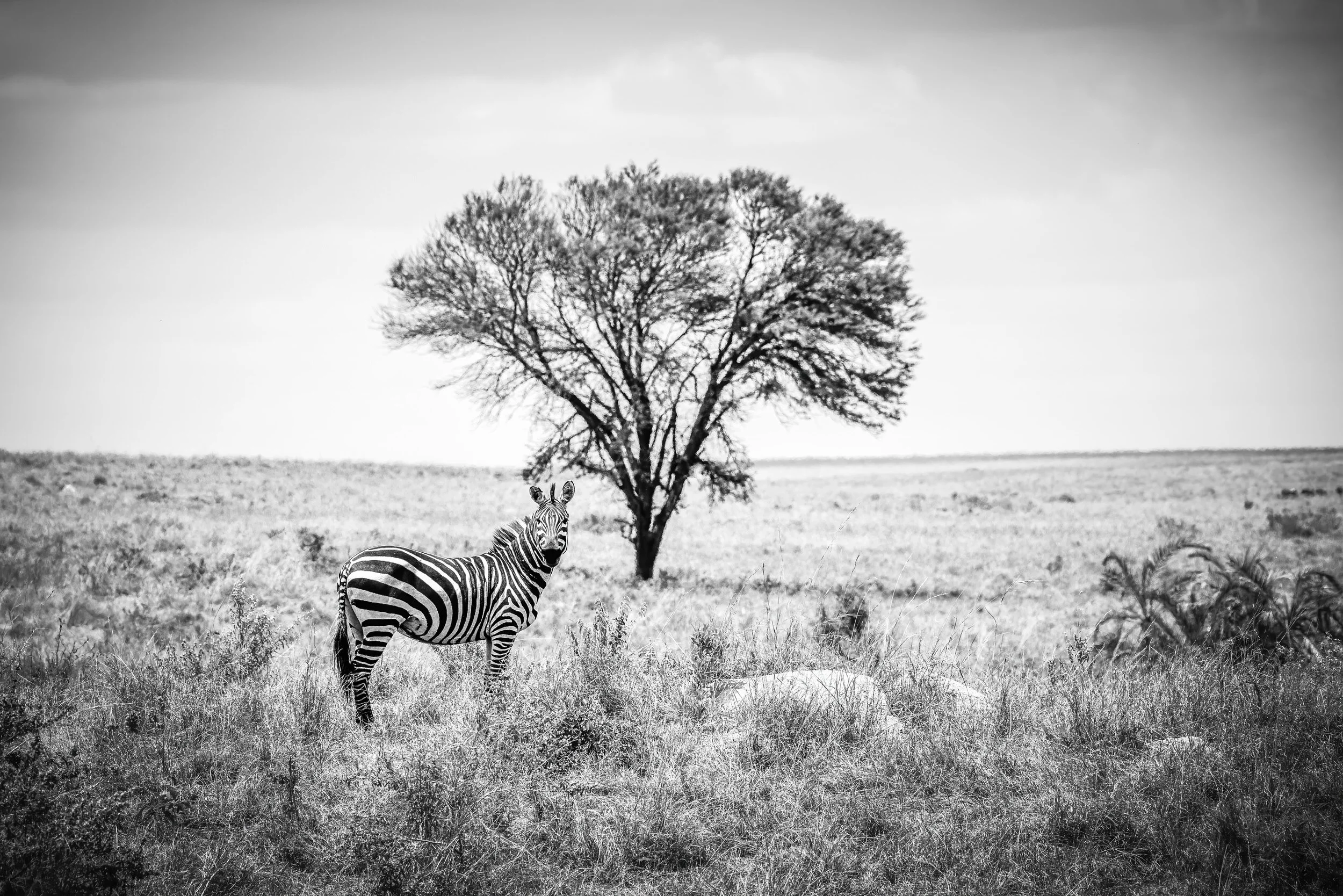 Zebra on the plain in the Northern Serengeti, Tanzania.