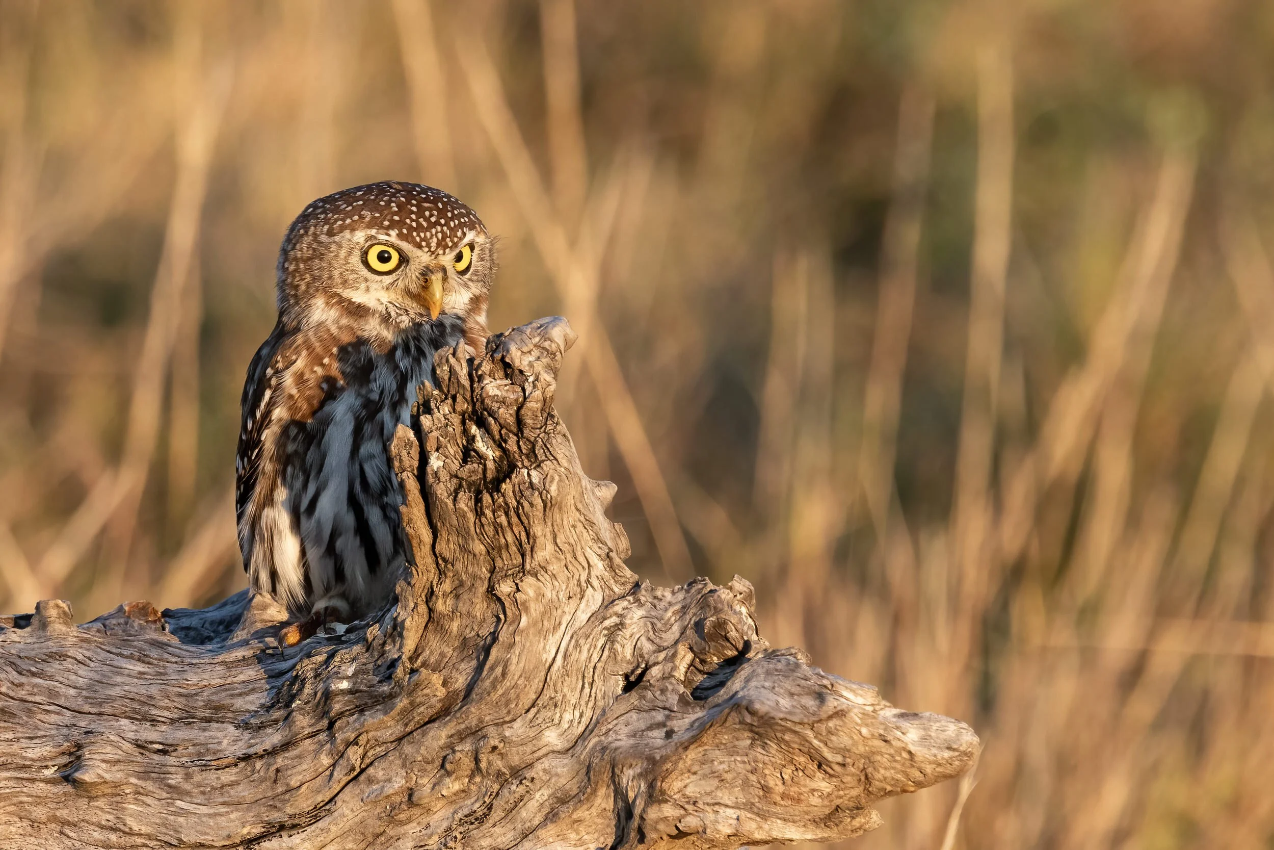 Pearl-spotted Owlet at North Island in the Okavango Delta, Botswana.