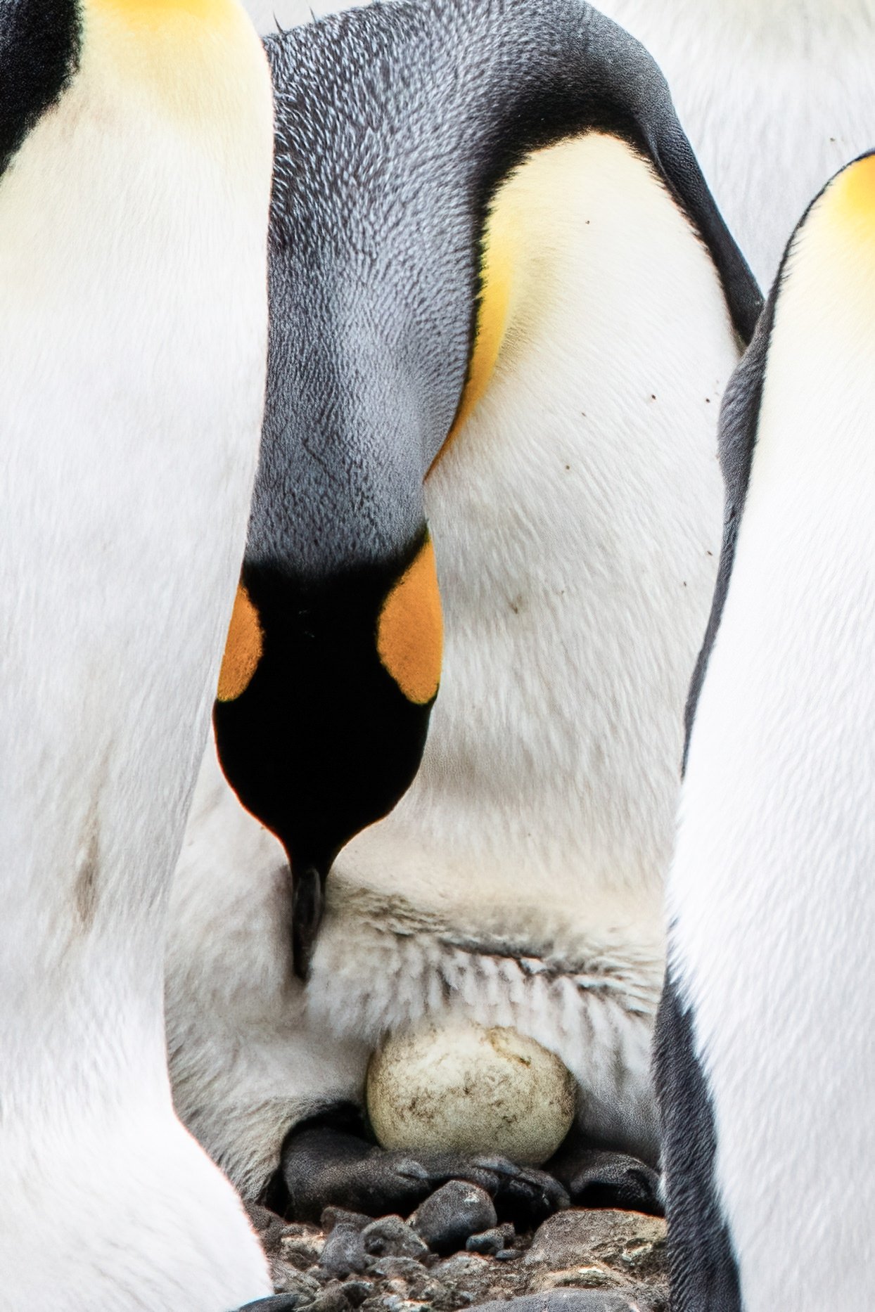 King penguin with its egg at Salisbury Plain, Sth Georgia.
