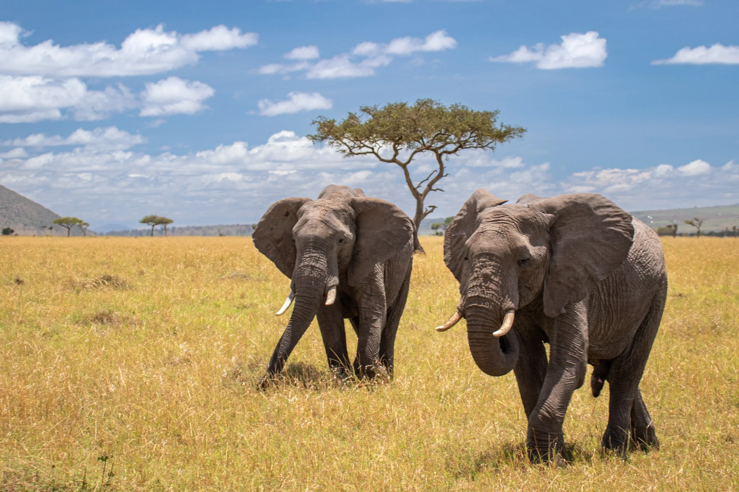 Elephants in the Masai Mara Savannah, Kenya.